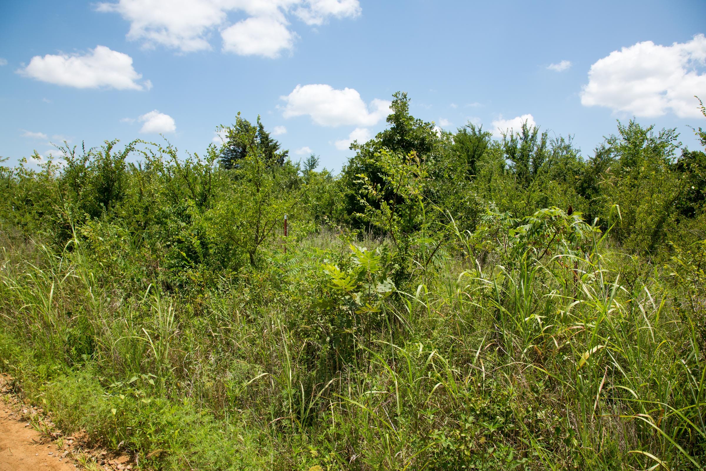 Deep Fork Ranch Tract 14 photo 3