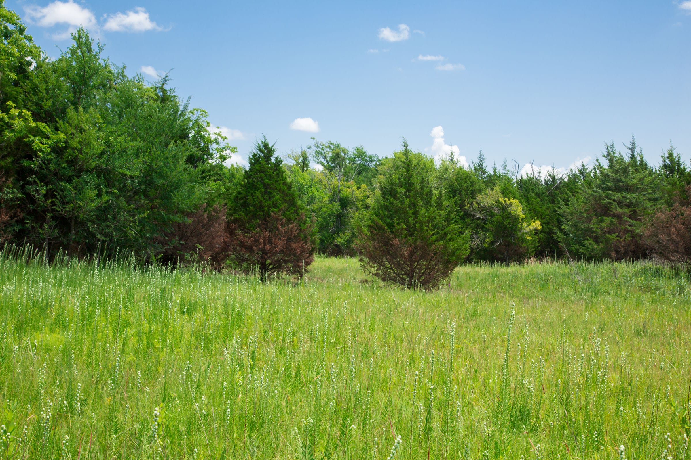 Deep Fork Ranch Tract 14 photo 9