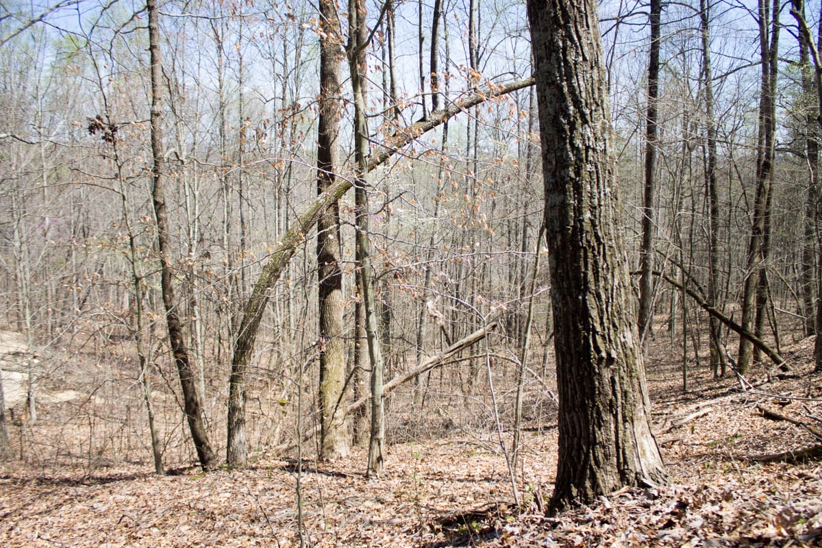 Chestnut Oak Ridge Tract 15 photo 3