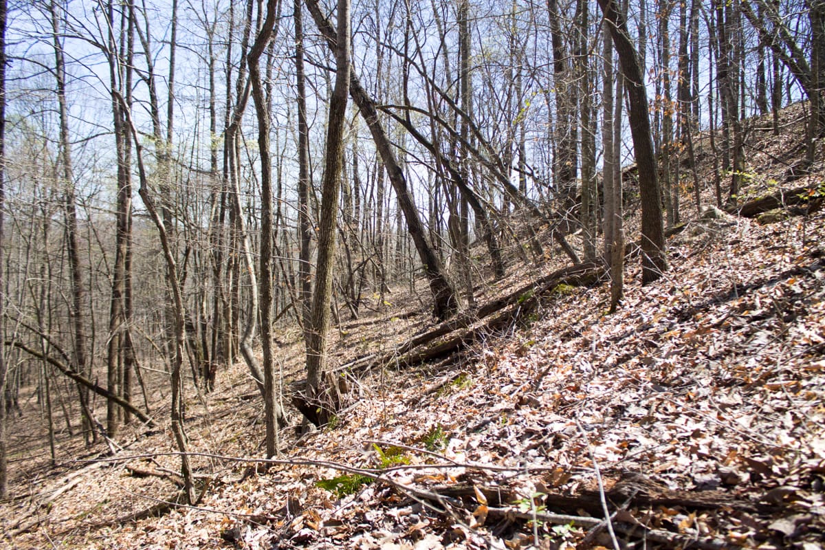 Chestnut Oak Ridge Tract 15 photo 4