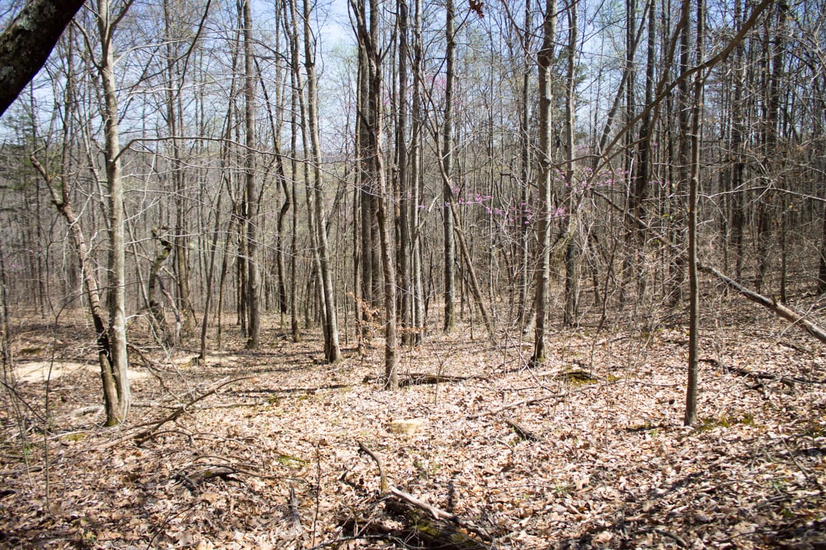 Chestnut Oak Ridge Tract 15 photo 5