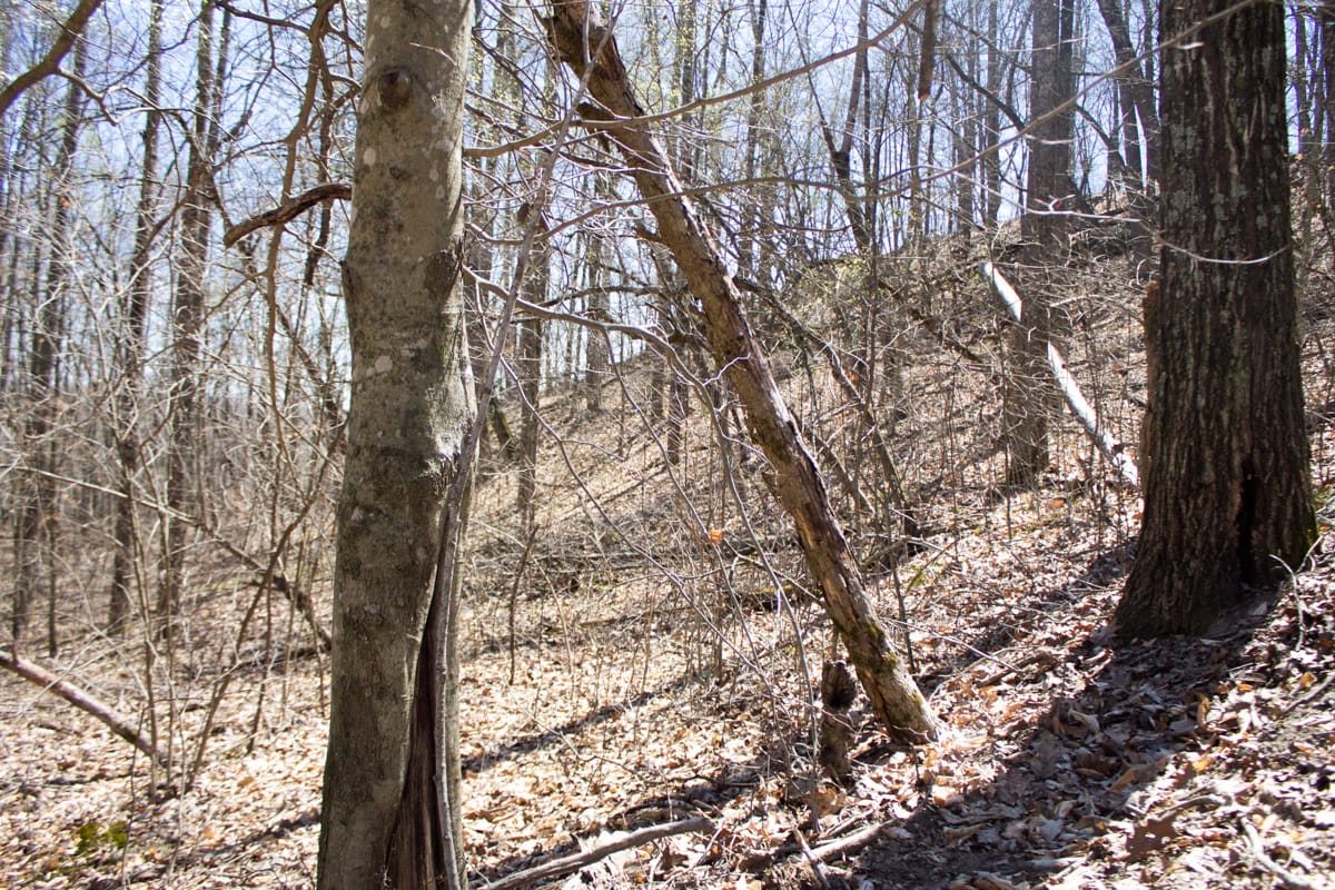 Chestnut Oak Ridge Tract 15 photo 6