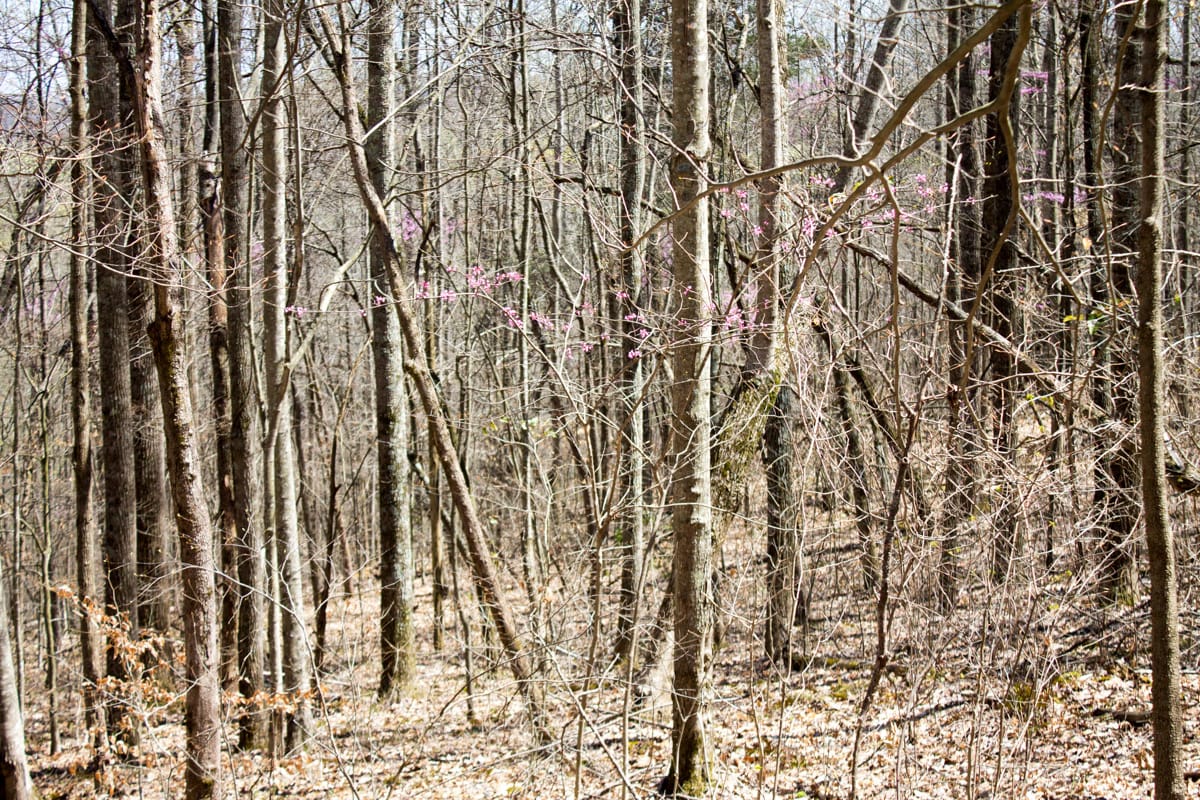 Chestnut Oak Ridge Tract 15 photo 7