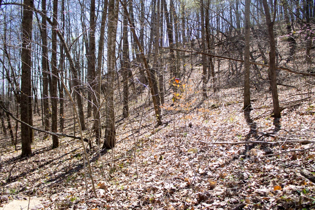 Chestnut Oak Ridge Tract 15 photo 8