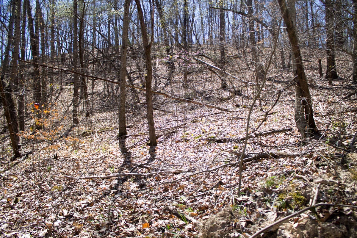 Chestnut Oak Ridge Tract 15 photo 9