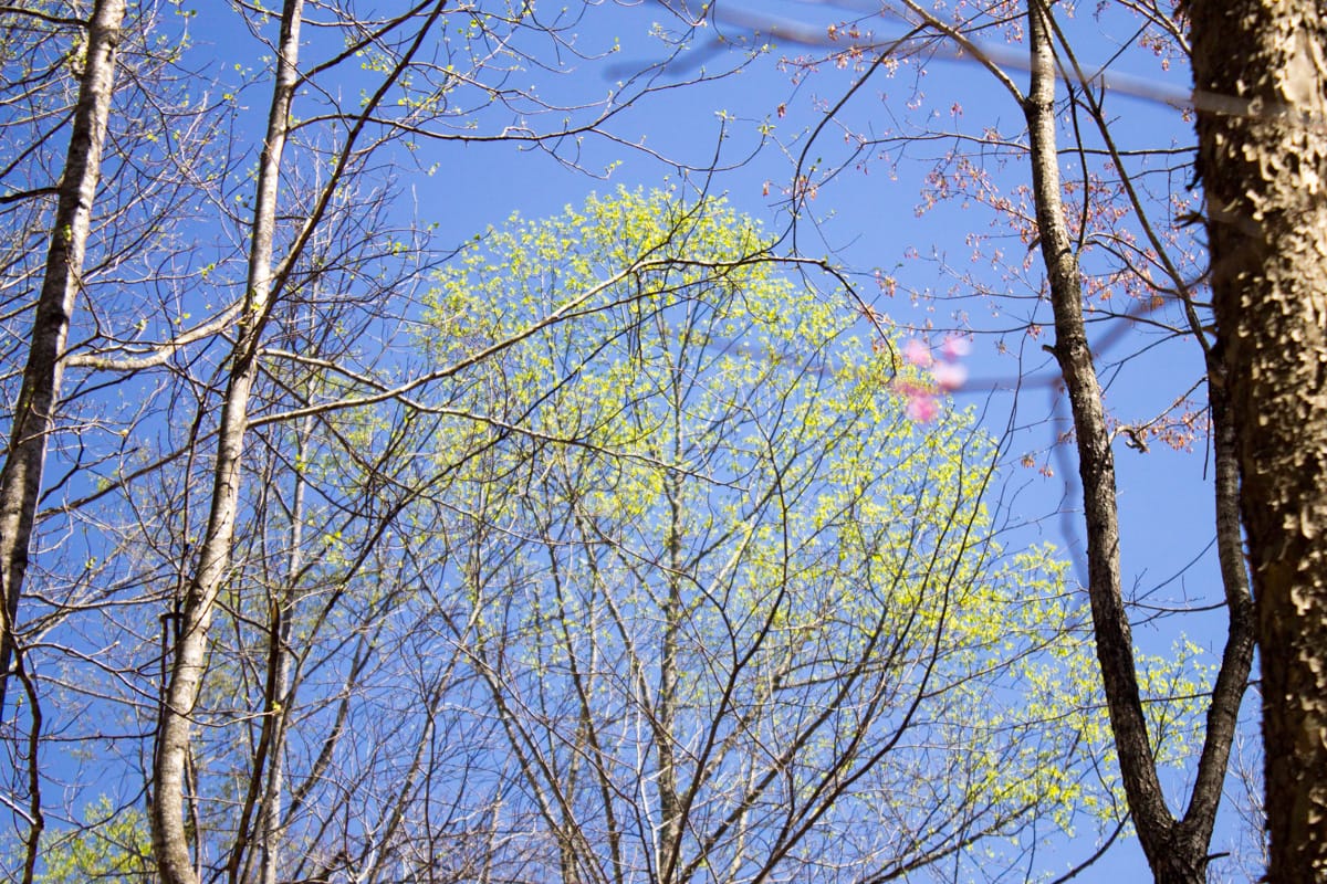 Chestnut Oak Ridge Tract 15 photo 10