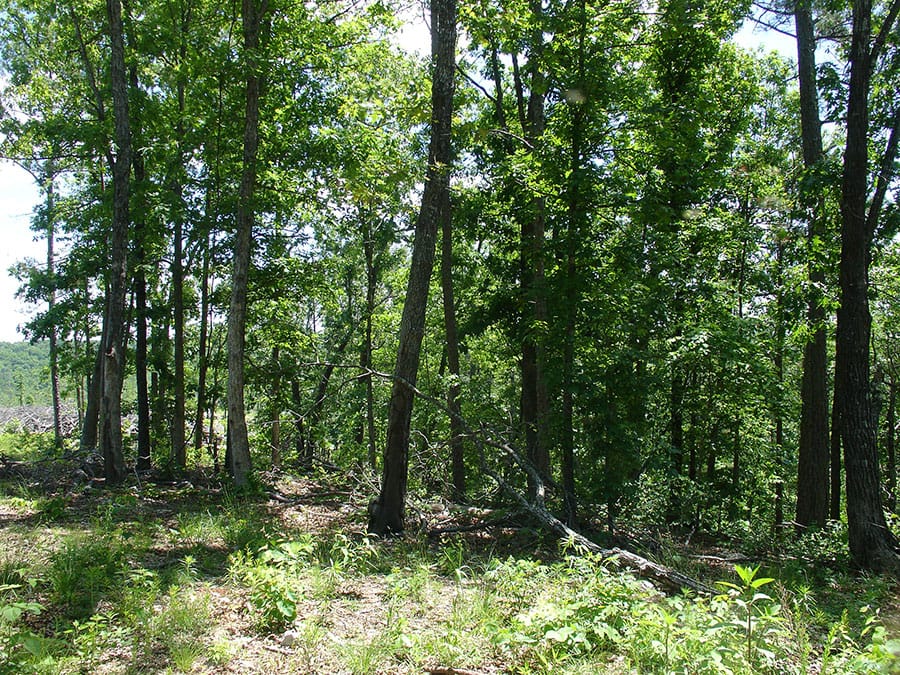 Antler Ridge Tract 14 photo 1