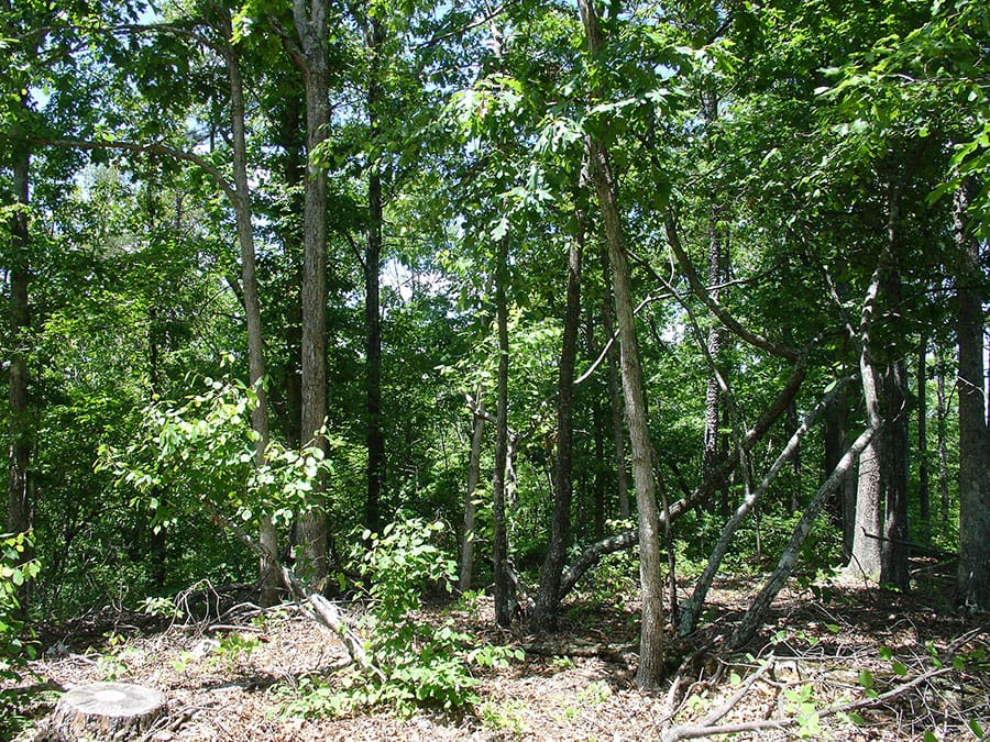Antler Ridge Tract 14 photo 2