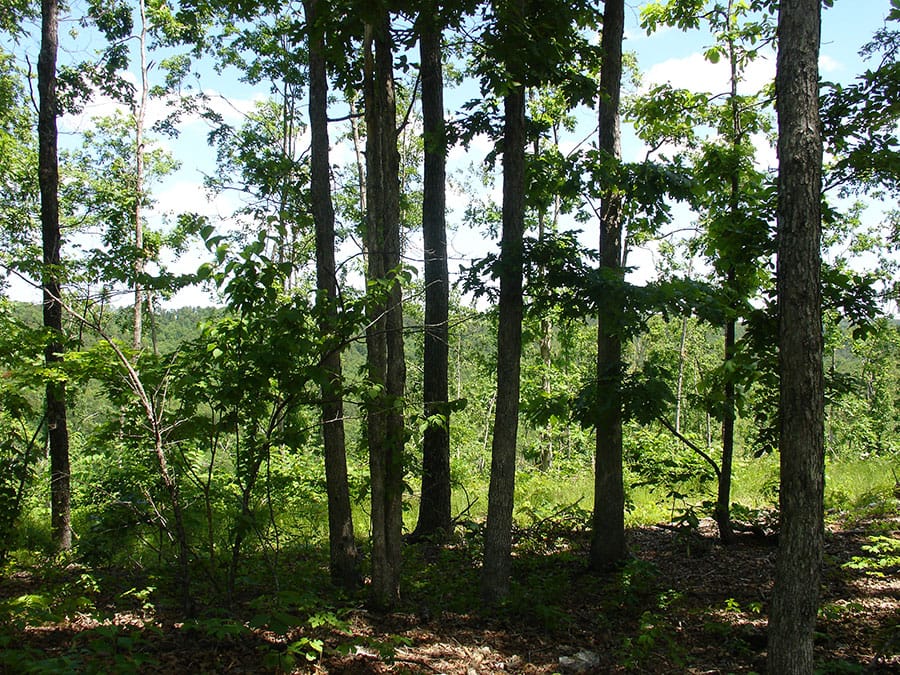 Antler Ridge Tract 14 photo 3