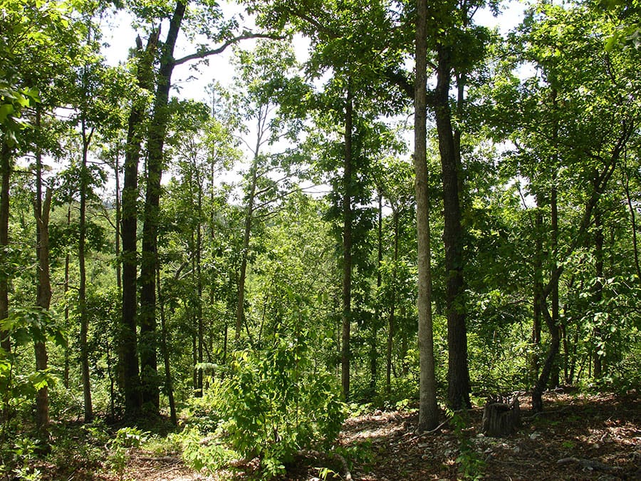 Antler Ridge Tract 14 photo 4
