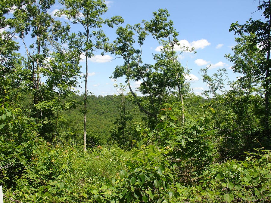 Antler Ridge Tract 14 photo 5