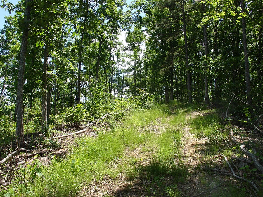 Antler Ridge Tract 14 photo 6