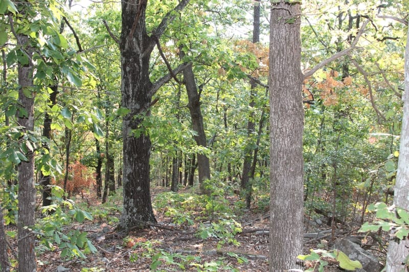 Lake View Ranch Tract 32 photo 4