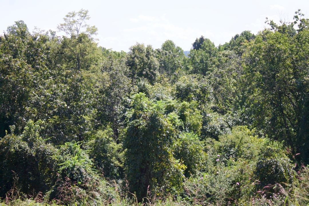 Heritage Hollow Tract 7 photo 17