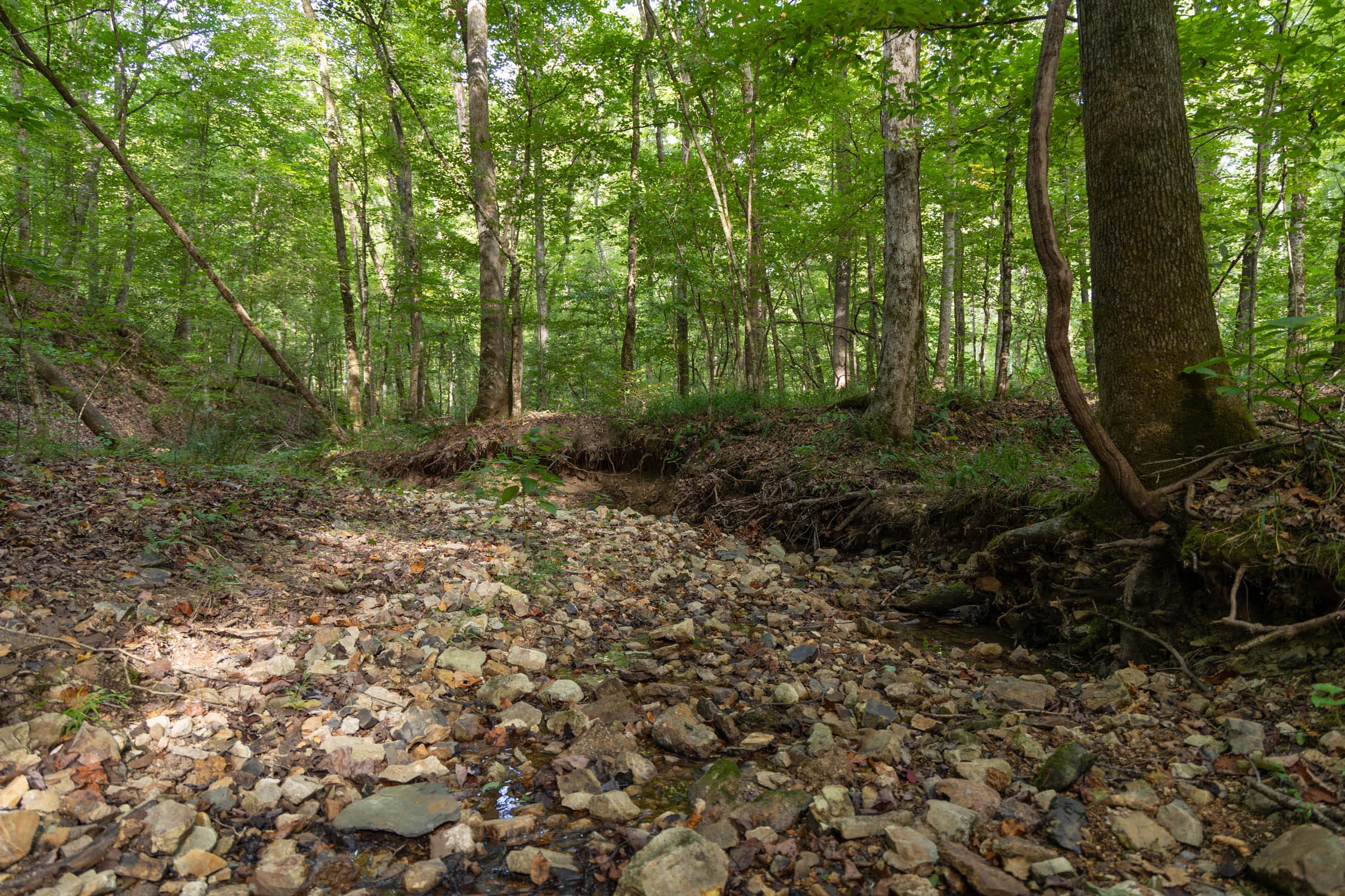 Big White Oak Tract 96 photo 16