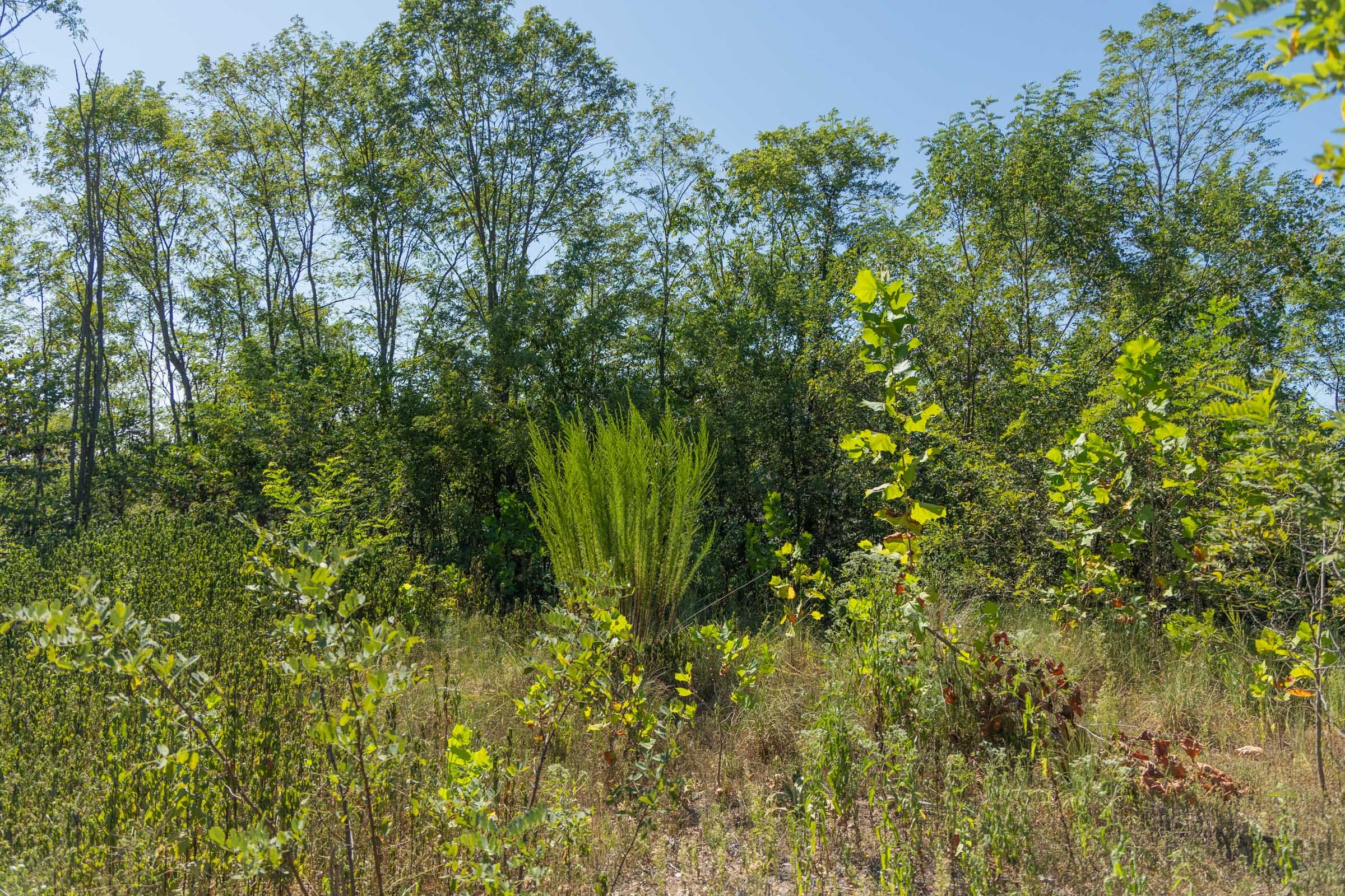 Big White Oak Tract 96 photo 20