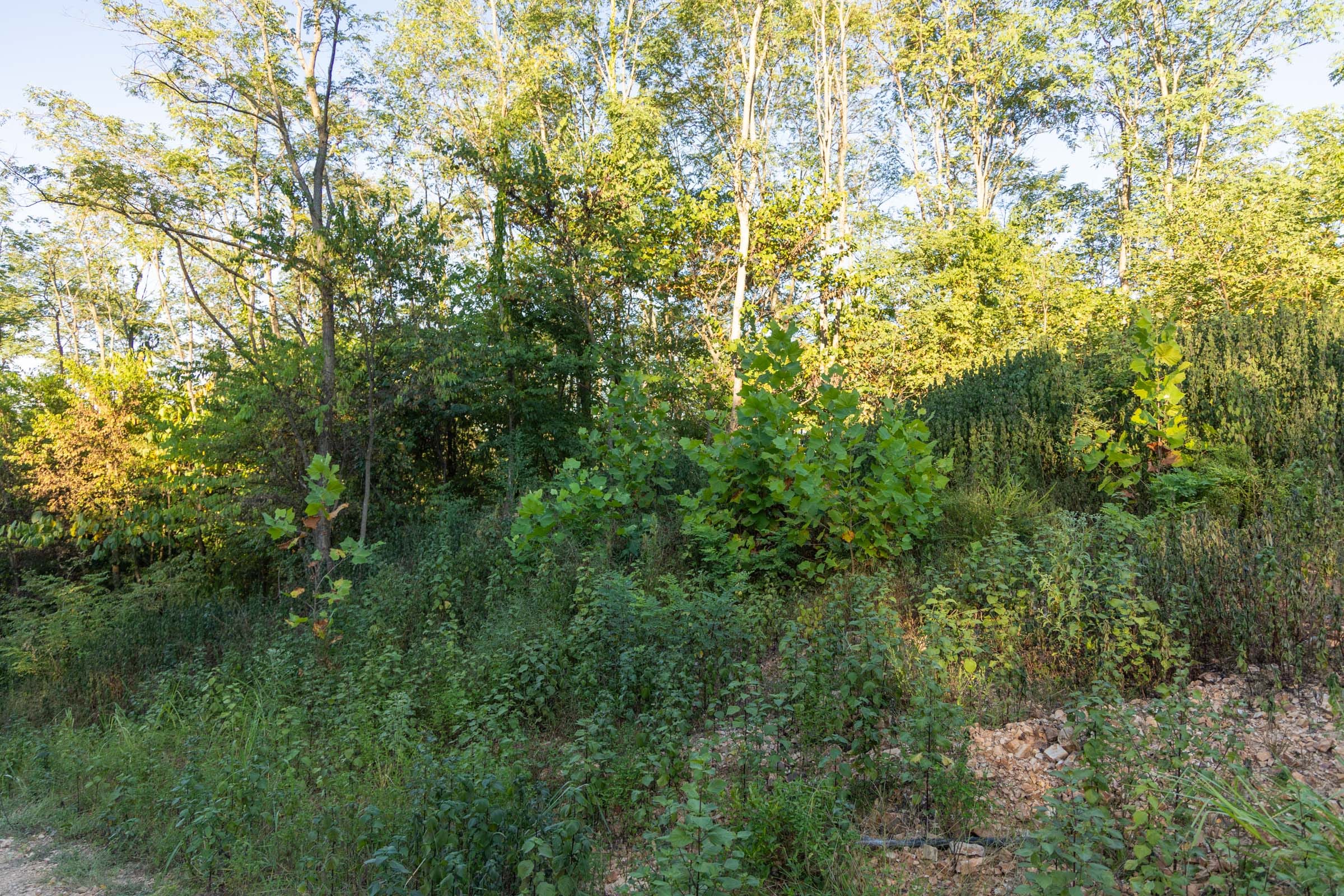 Big White Oak Tract 96 photo 14