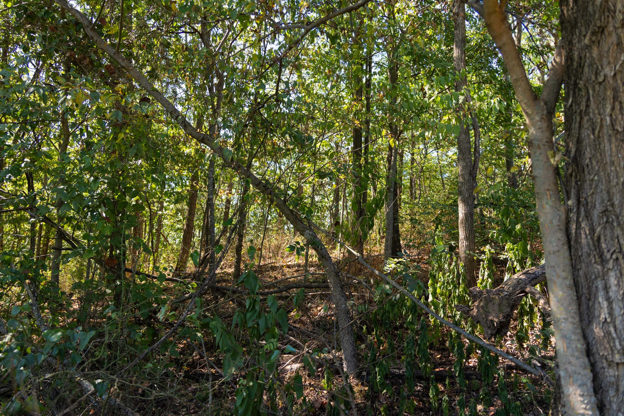 Big White Oak Tract 96 photo 12