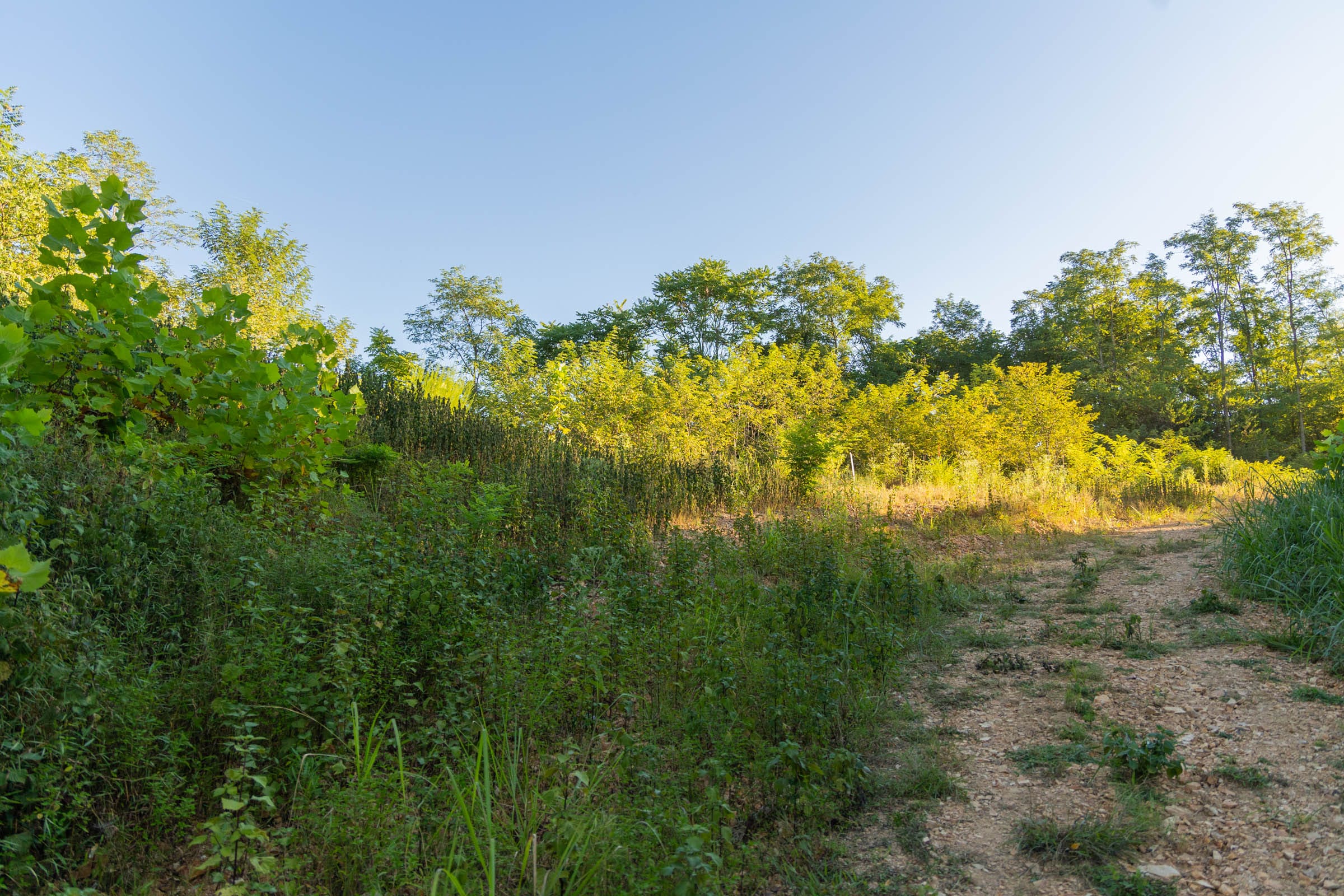 Big White Oak Tract 96 photo 11