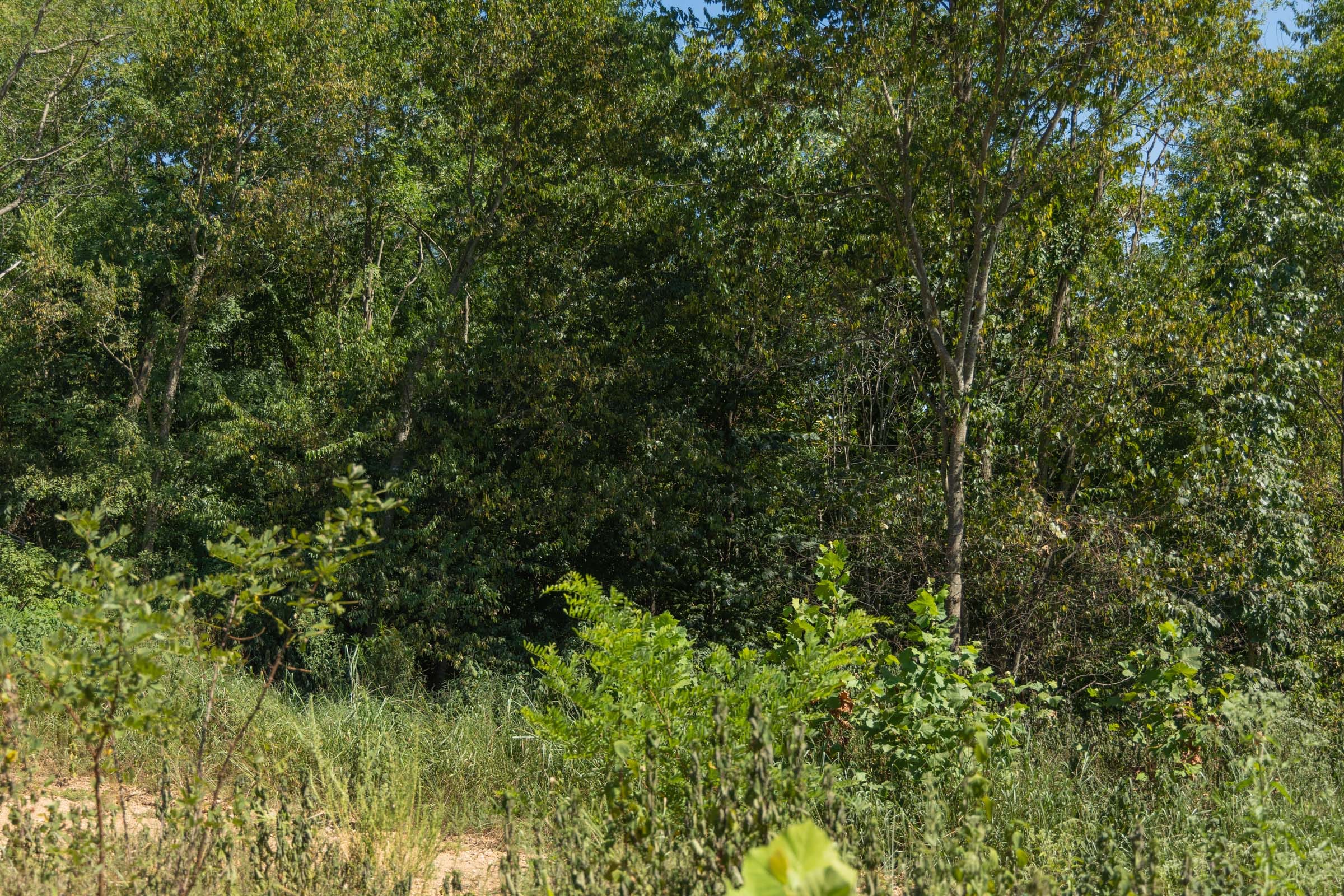 Big White Oak Tract 96 photo 10