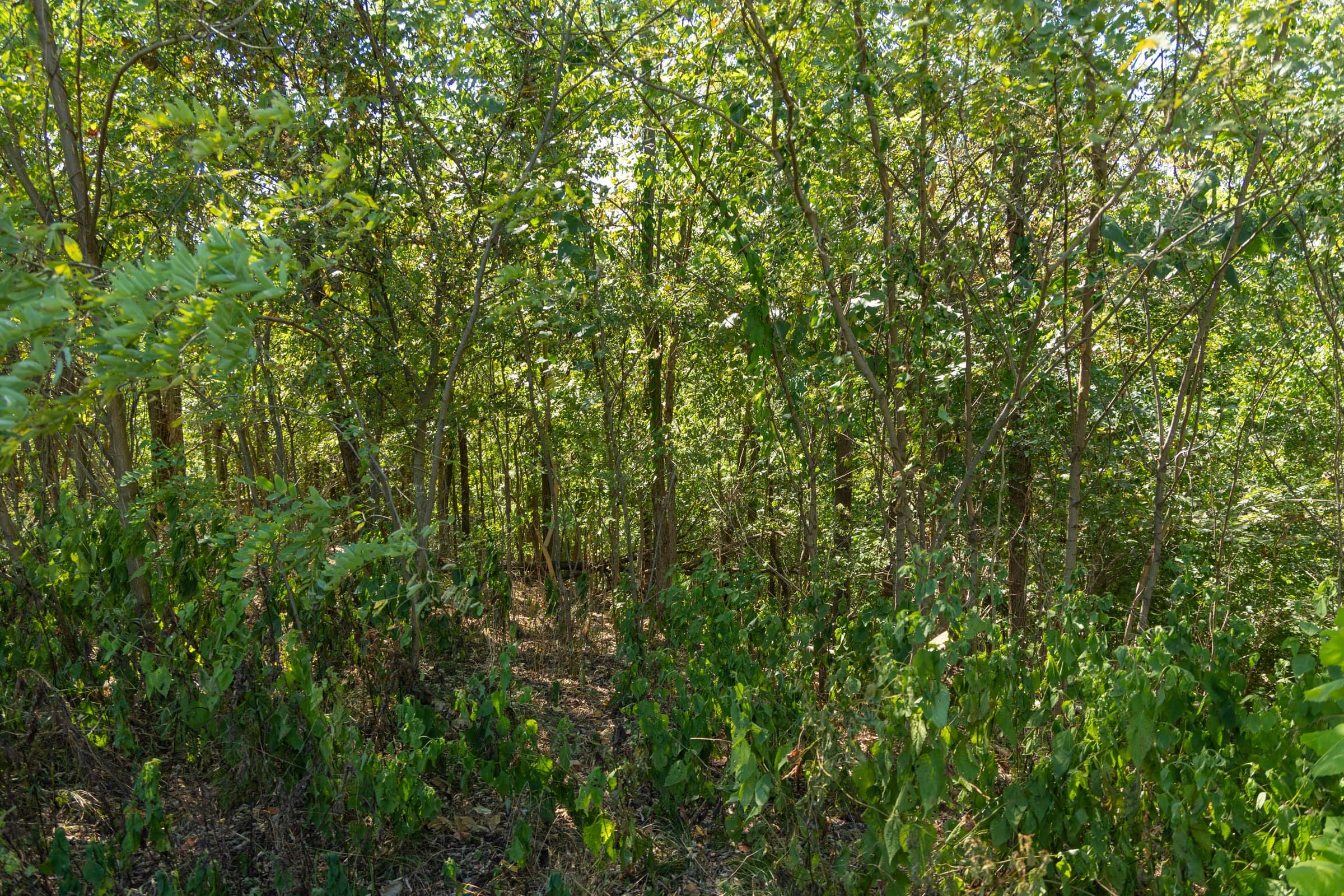 Big White Oak Tract 96 photo 9