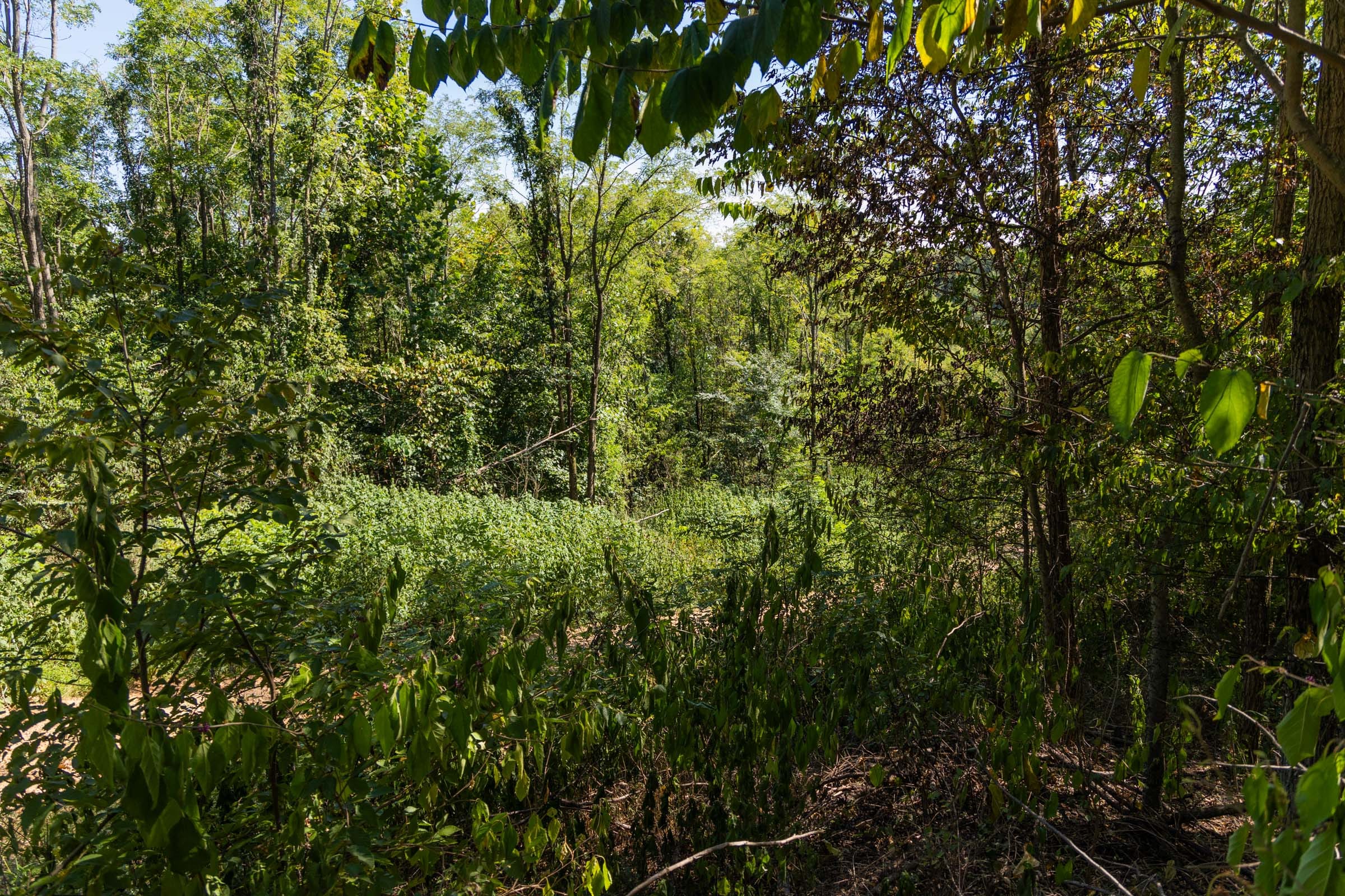 Big White Oak Tract 96 photo 6