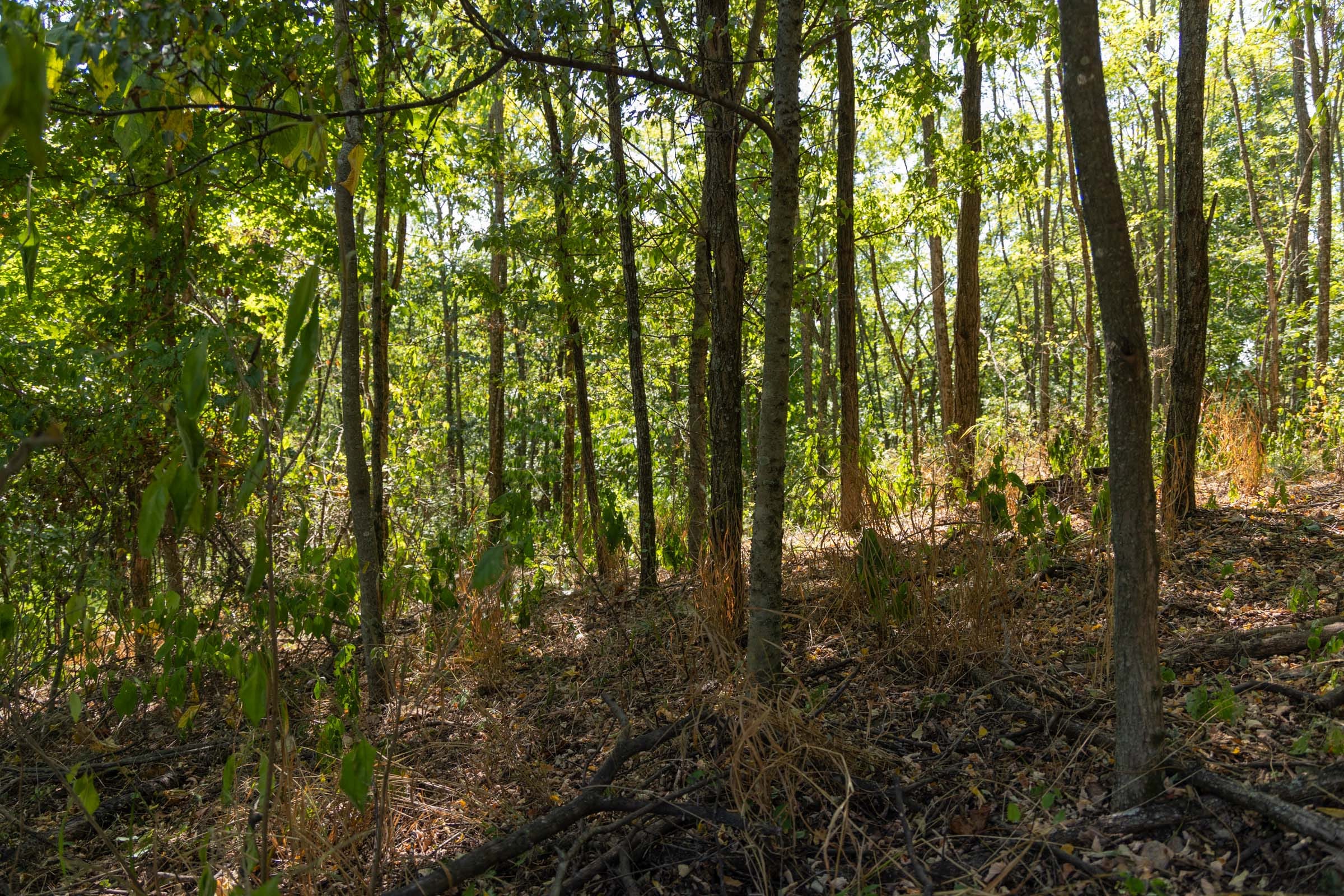 Big White Oak Tract 96 photo 5