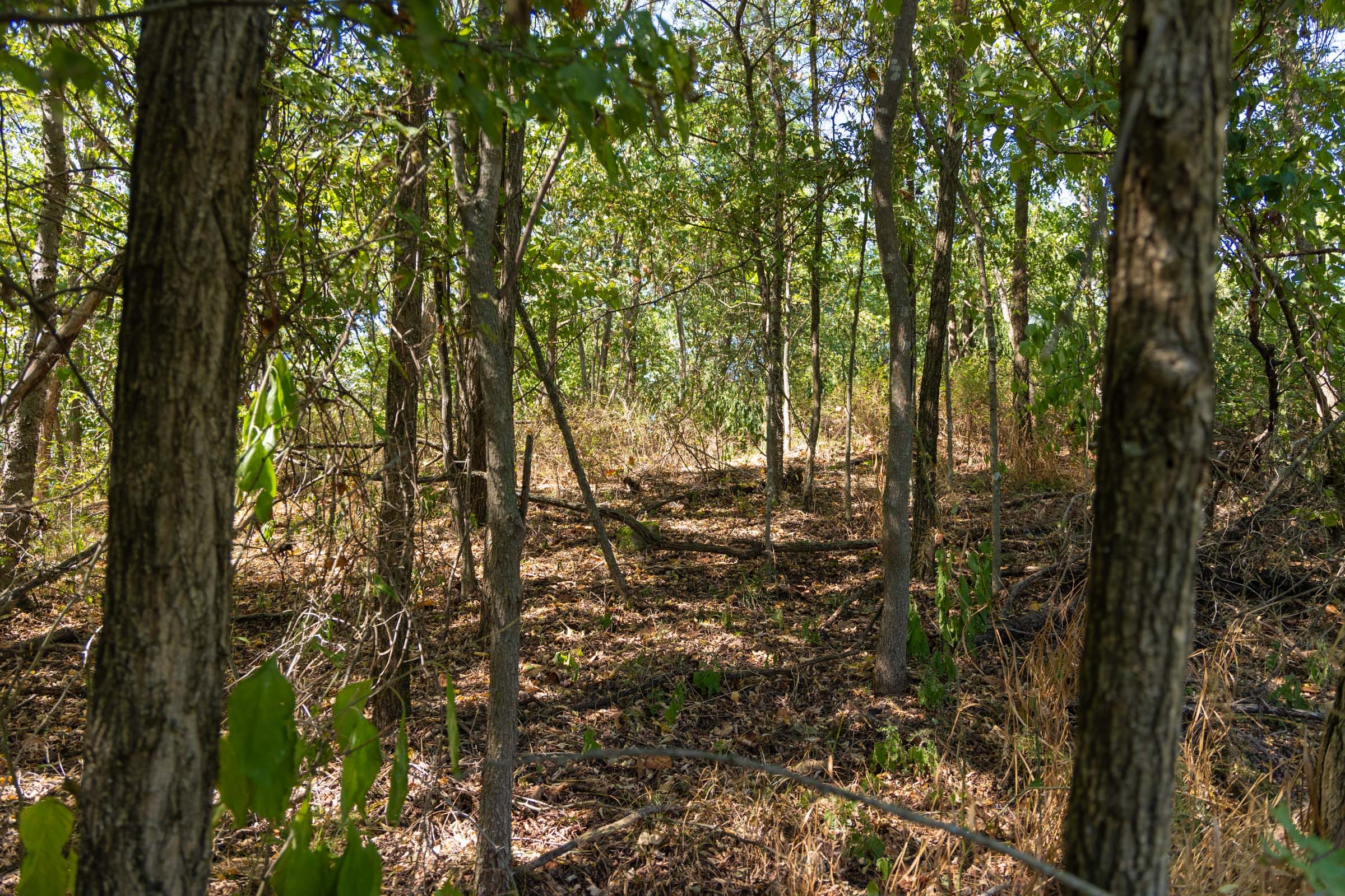 Big White Oak Tract 96 photo 4