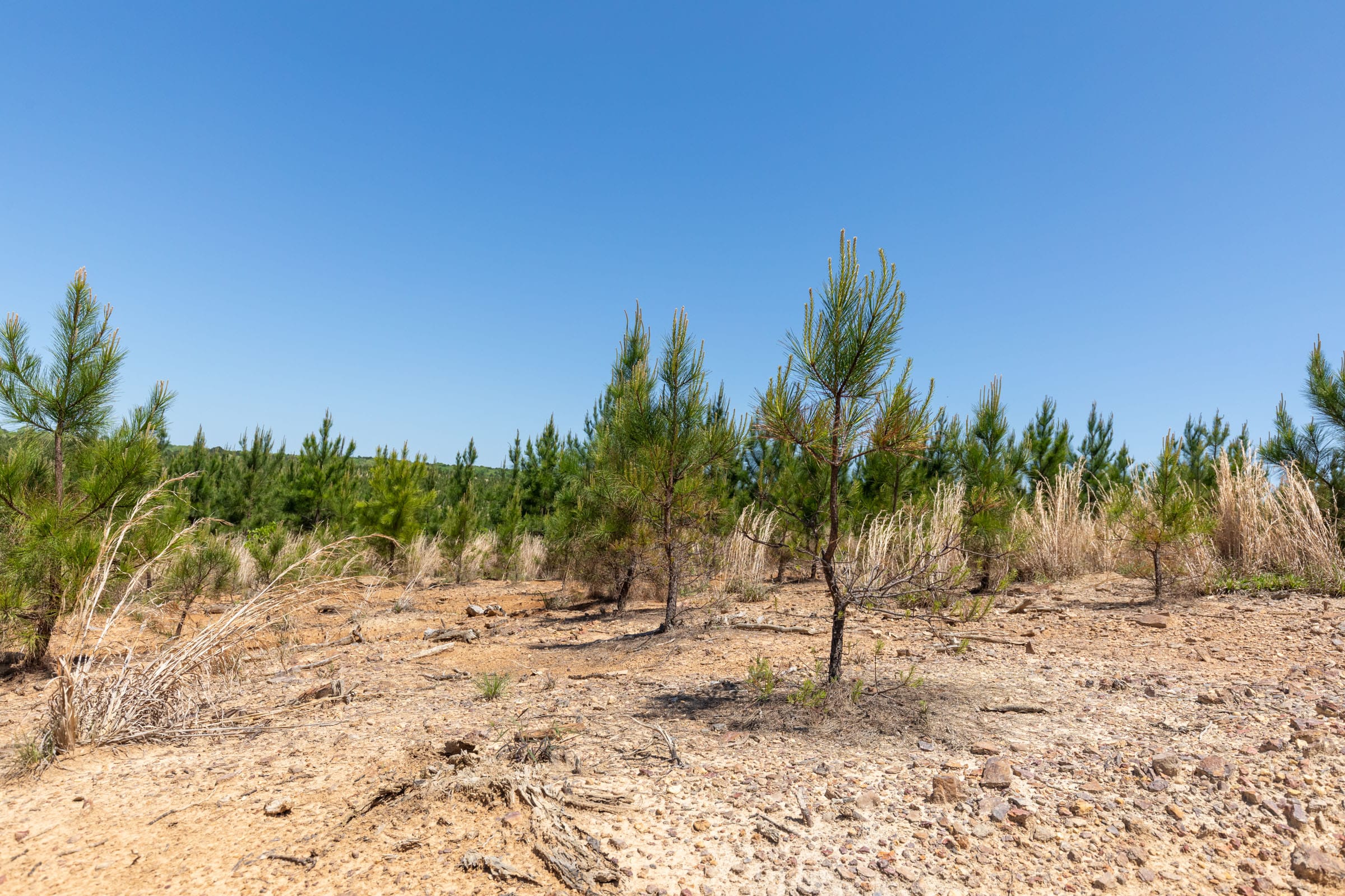 Clear Wood Tract 68 photo 5