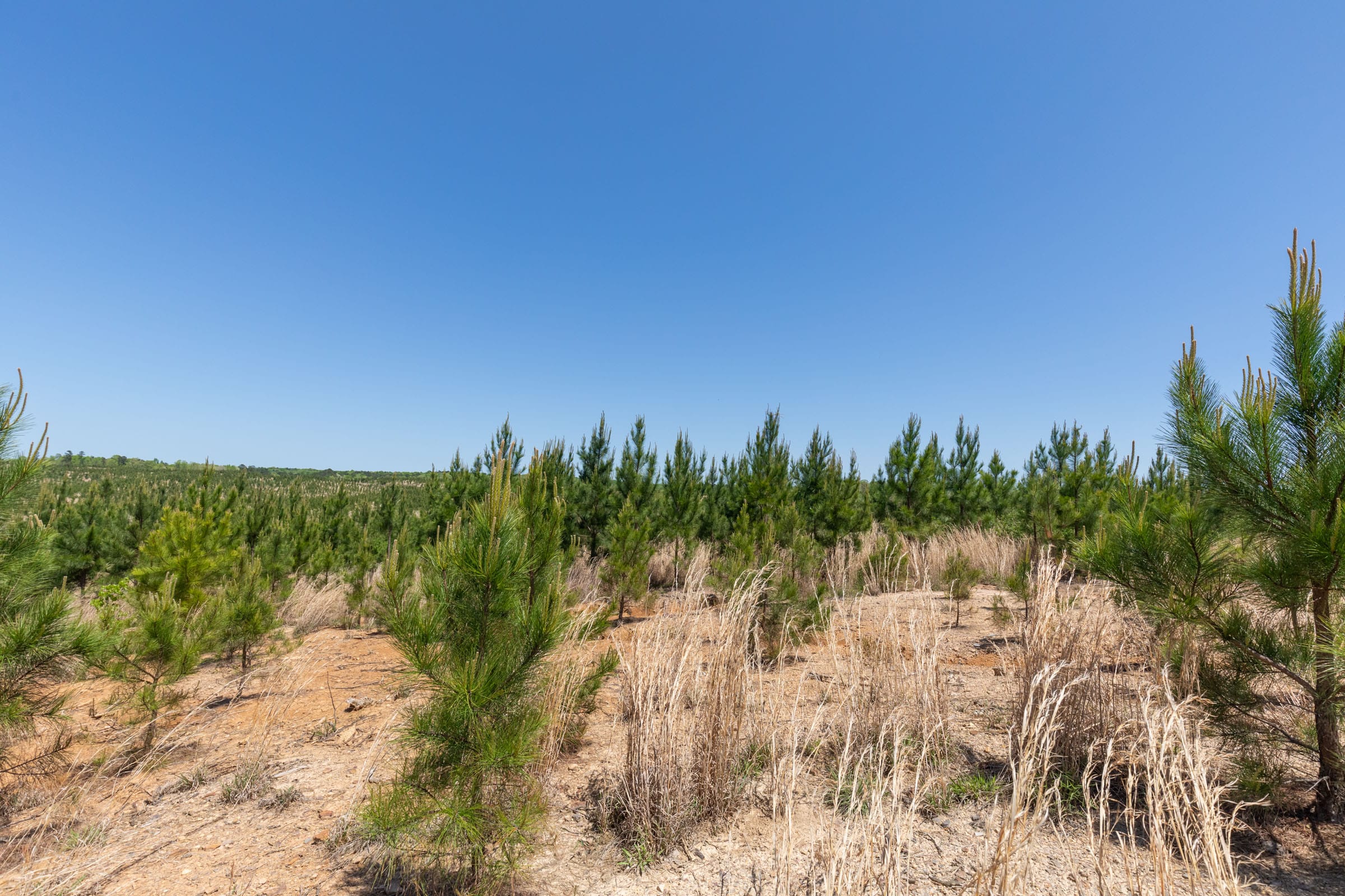 Clear Wood Tract 68 photo 6