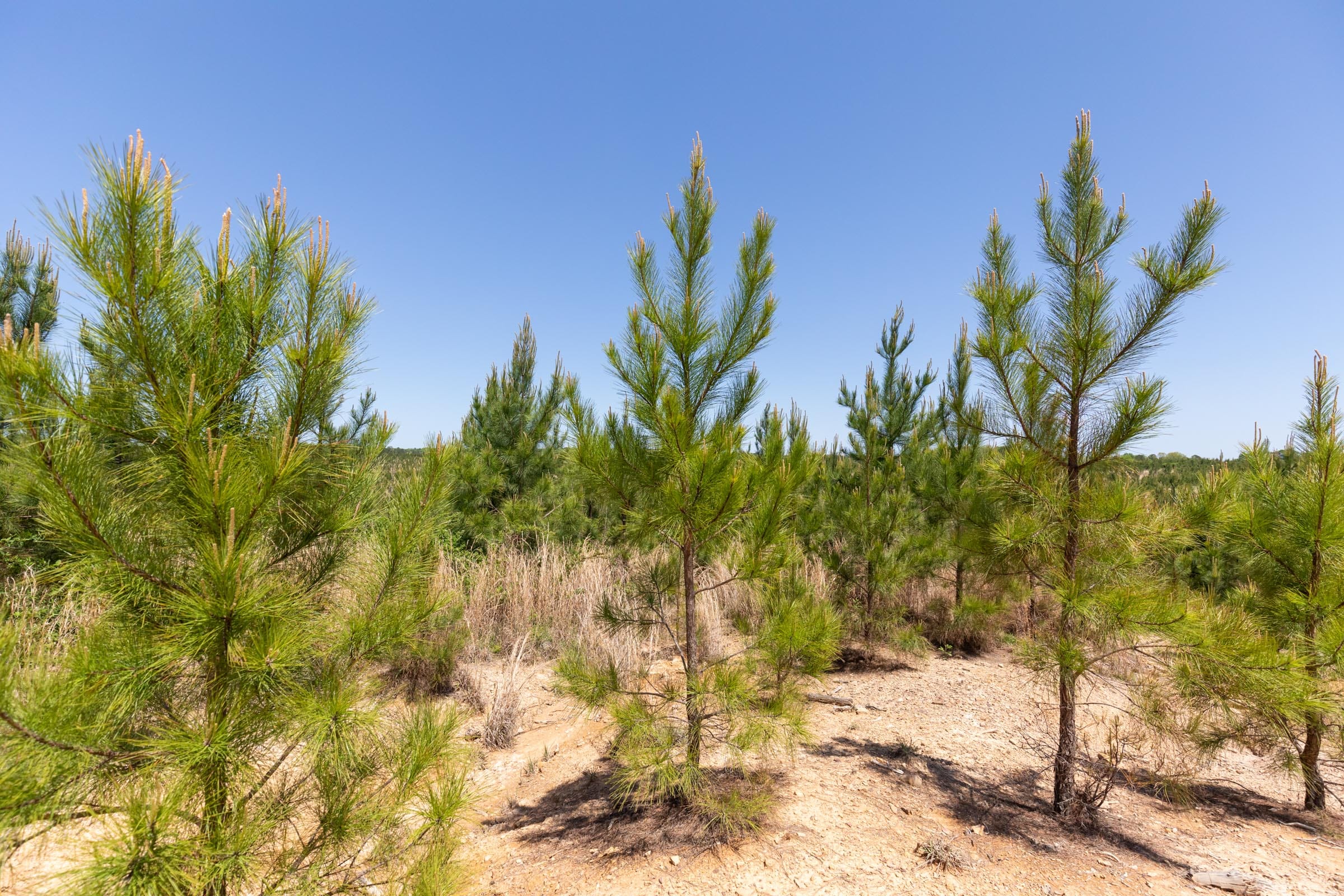 Clear Wood Tract 68 photo 9