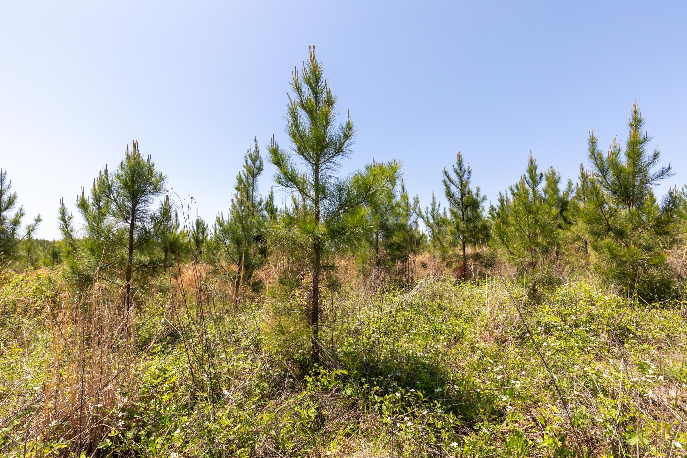 Clear Wood Tract 68 photo 14