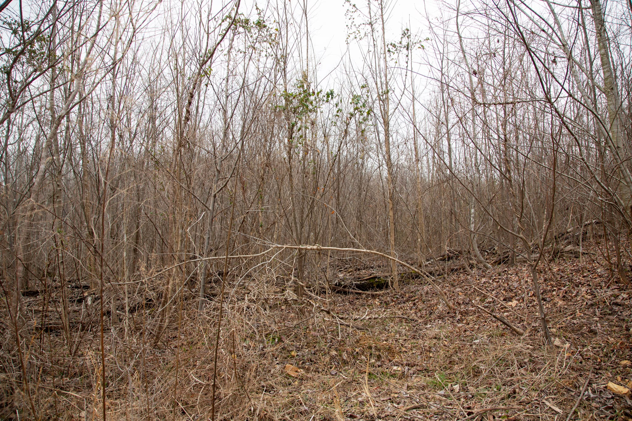 Southwind Ranch Tract 14 photo 8