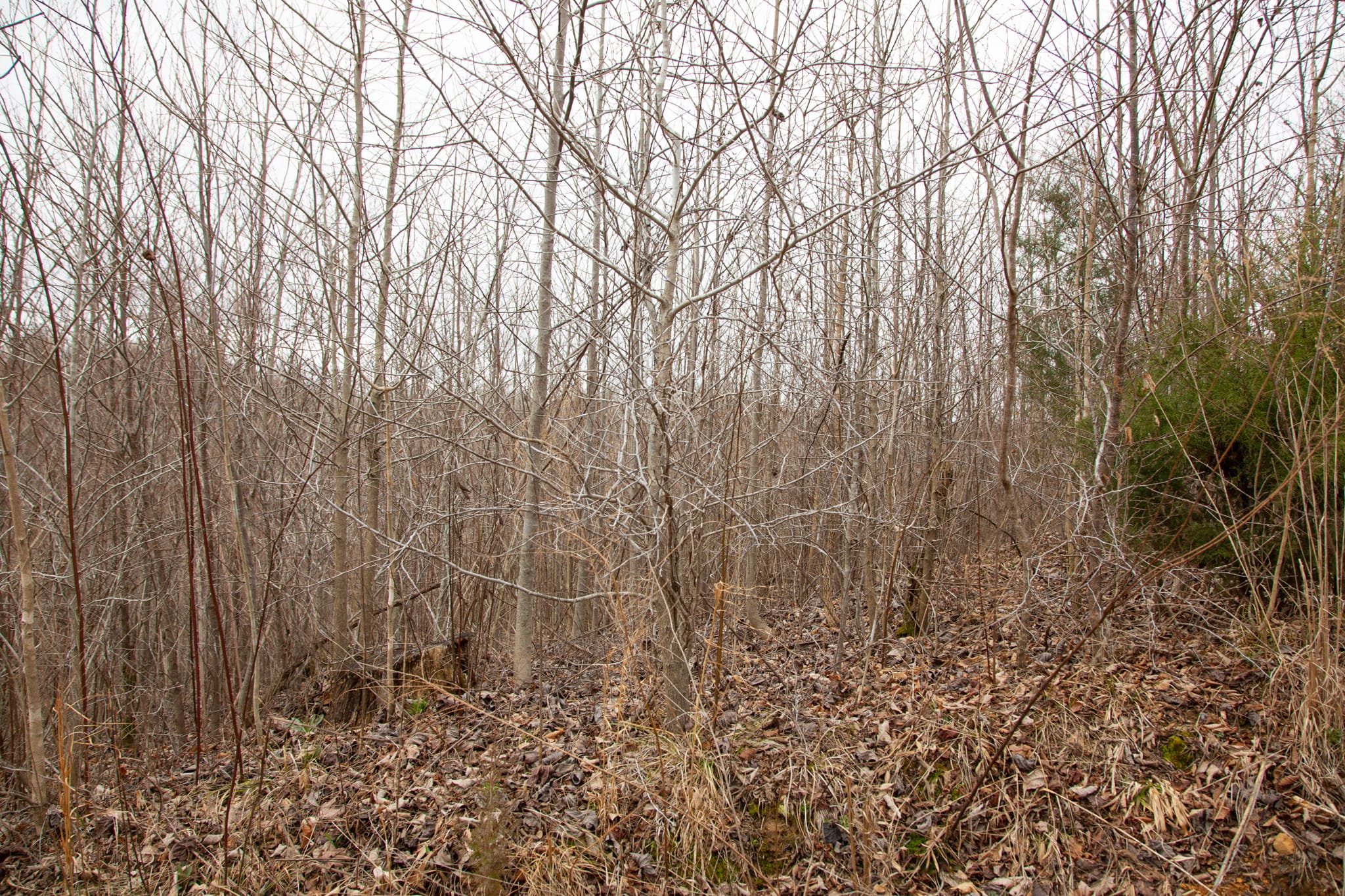 Southwind Ranch Tract 14 photo 11