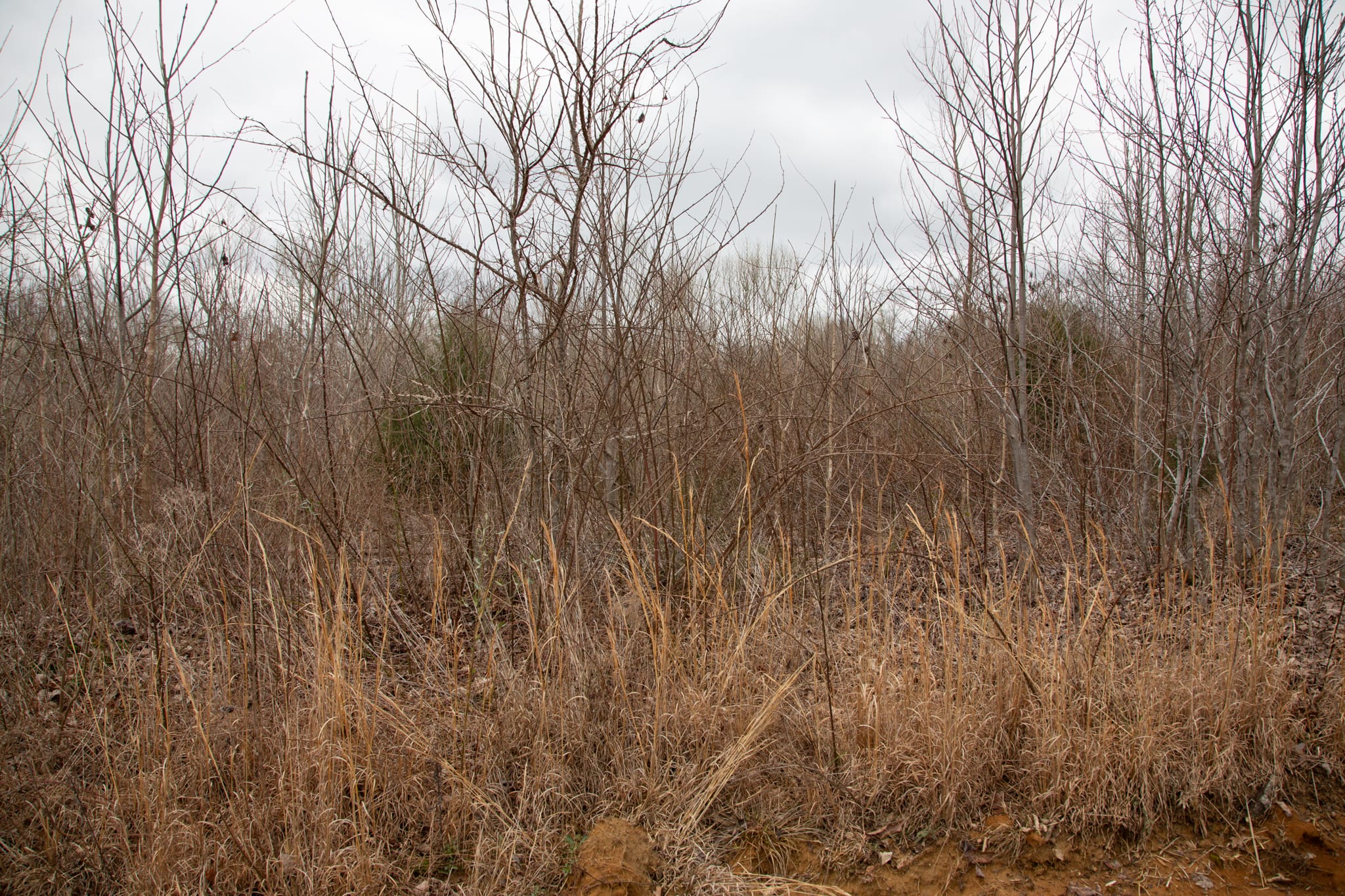 Southwind Ranch Tract 14 photo 15