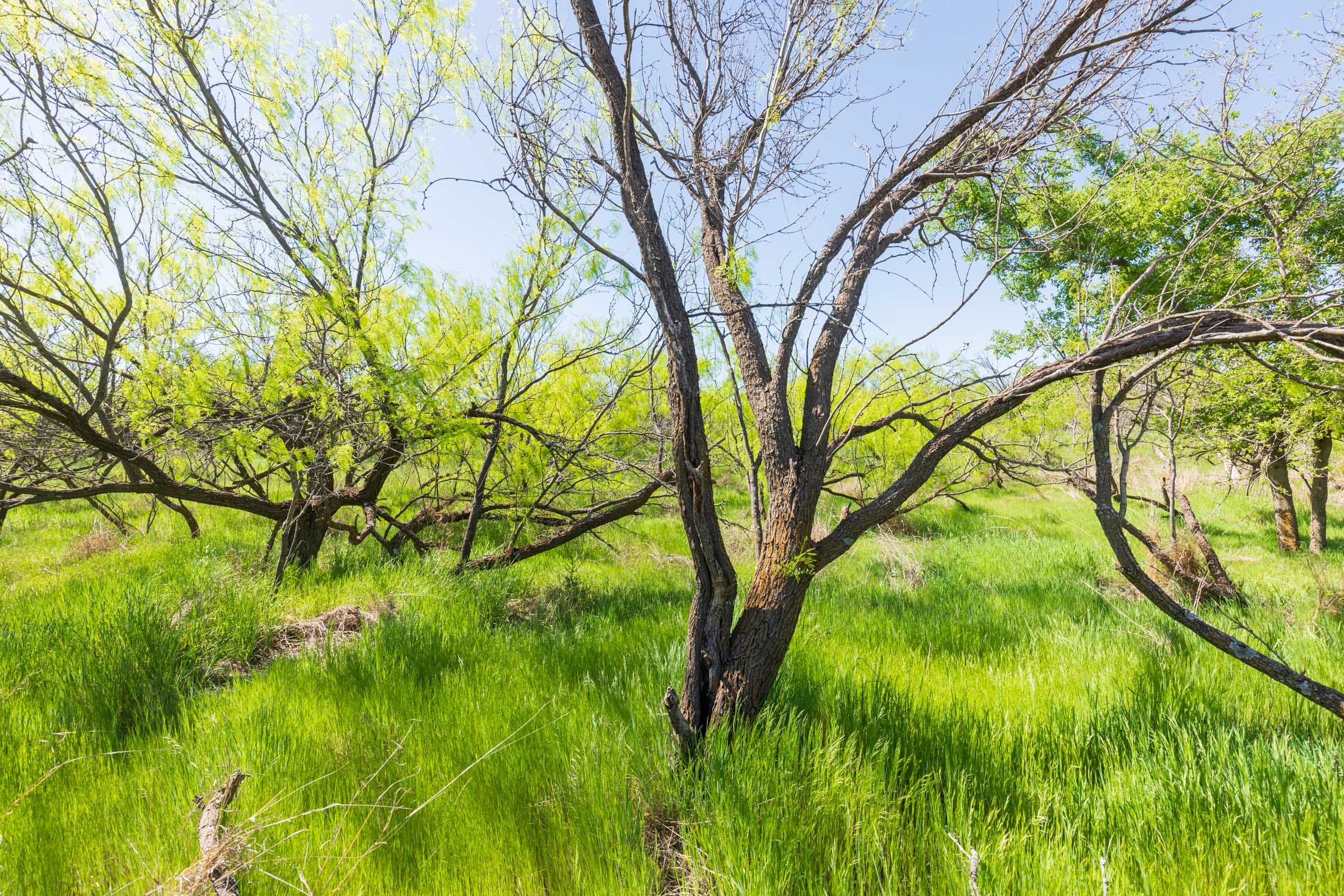 Hackberry Fields Tract 8 photo 2