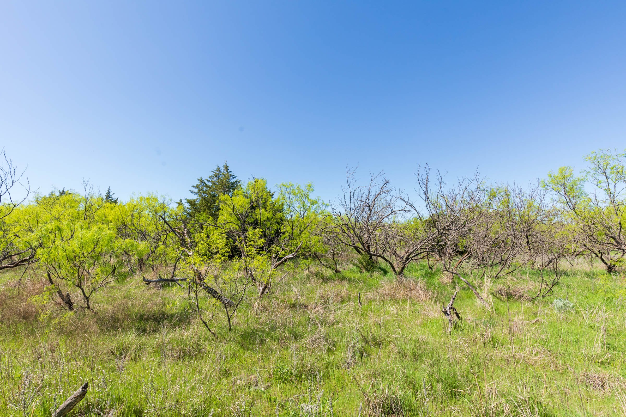 Hackberry Fields Tract 8 photo 3