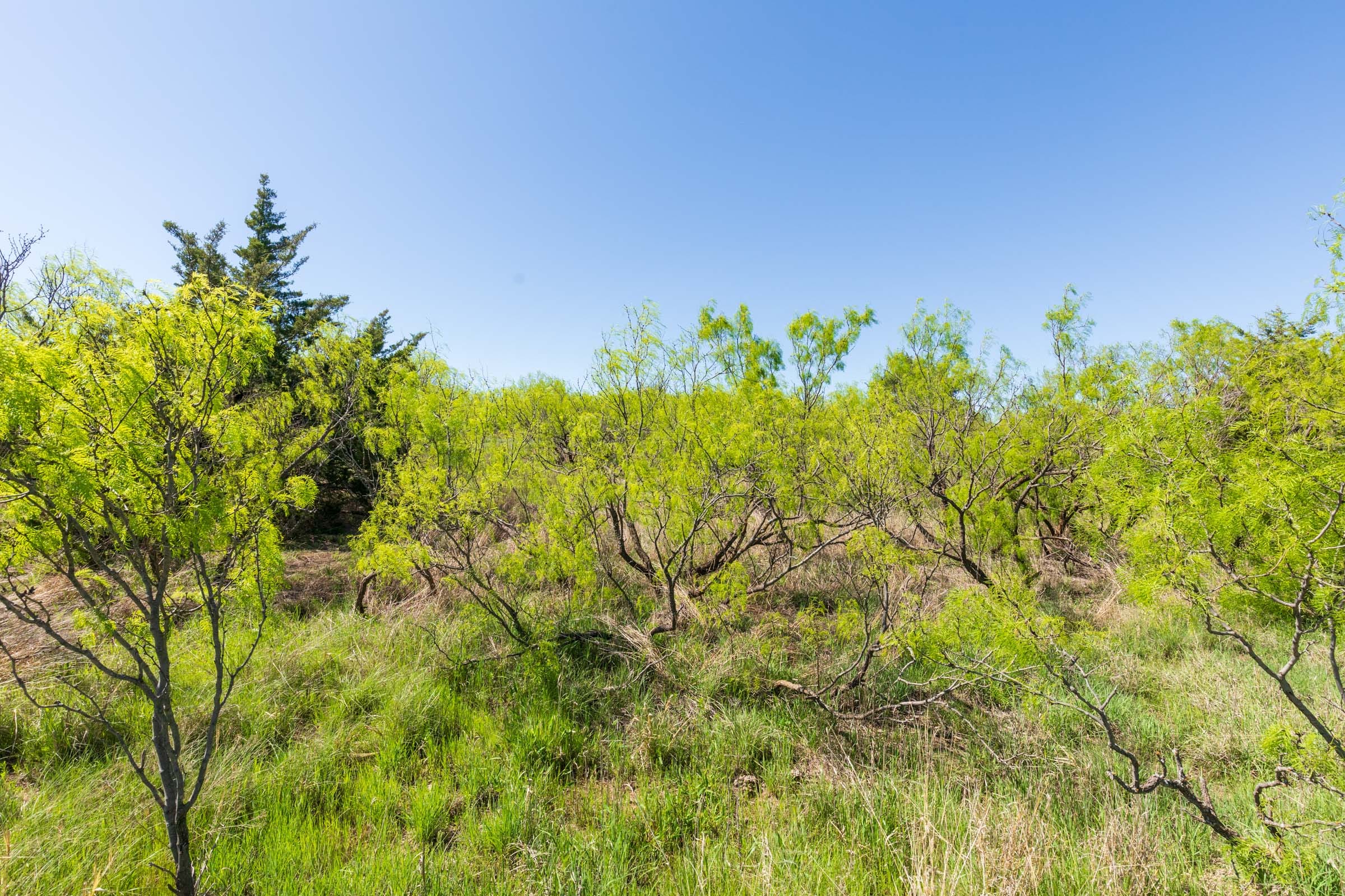 Hackberry Fields Tract 8 photo 6