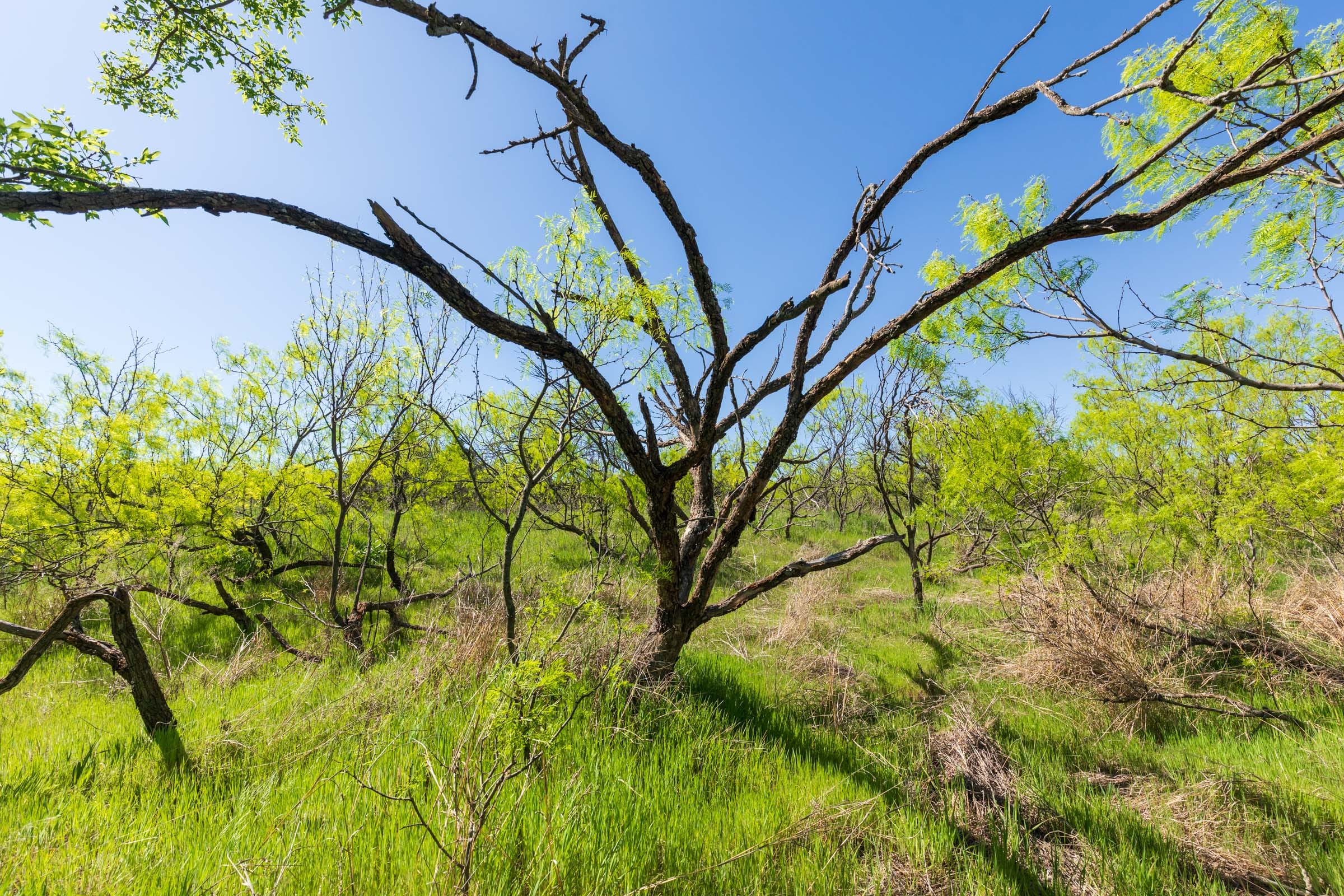 Hackberry Fields Tract 8 photo 7