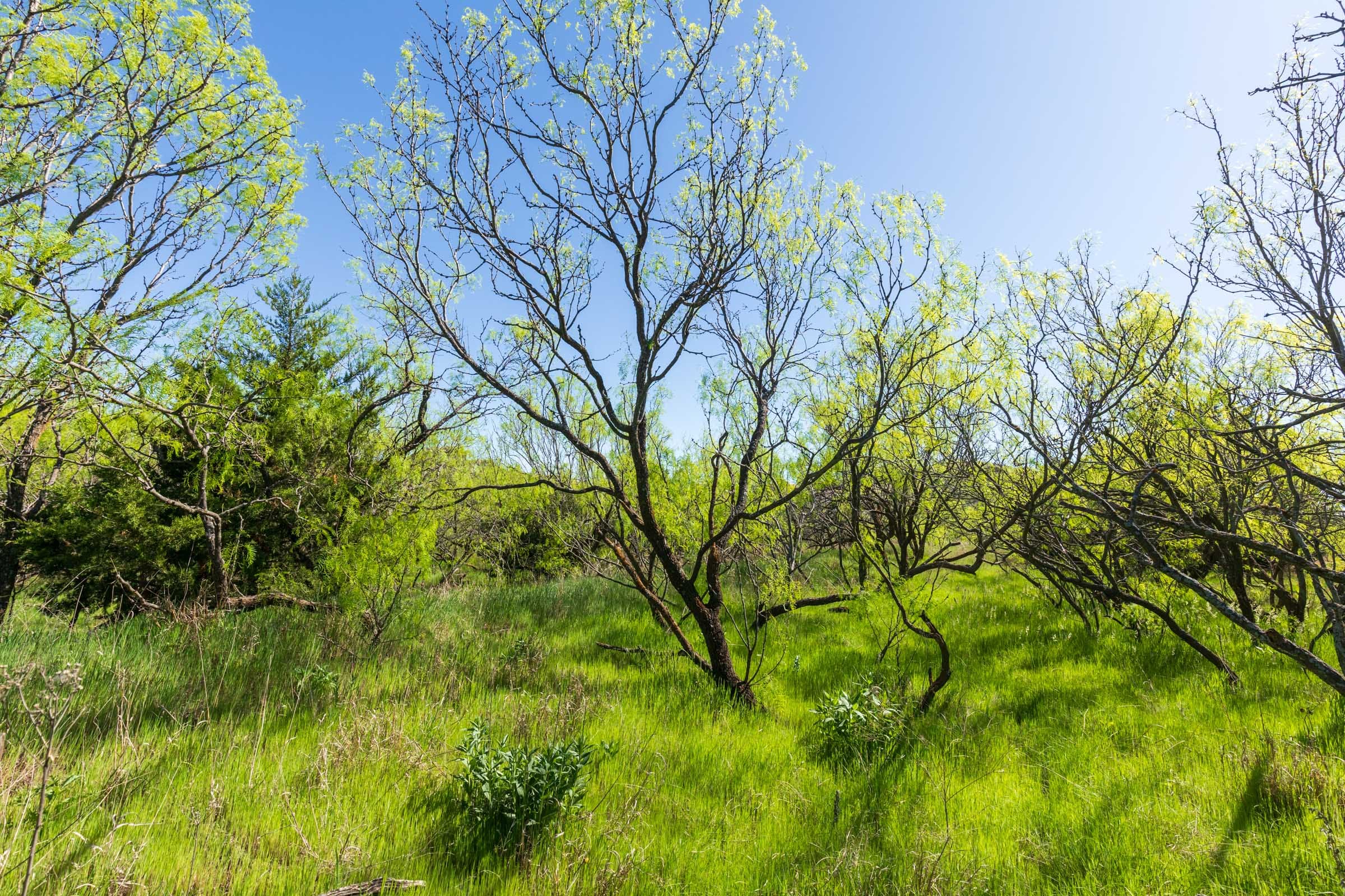Hackberry Fields Tract 8 photo 8