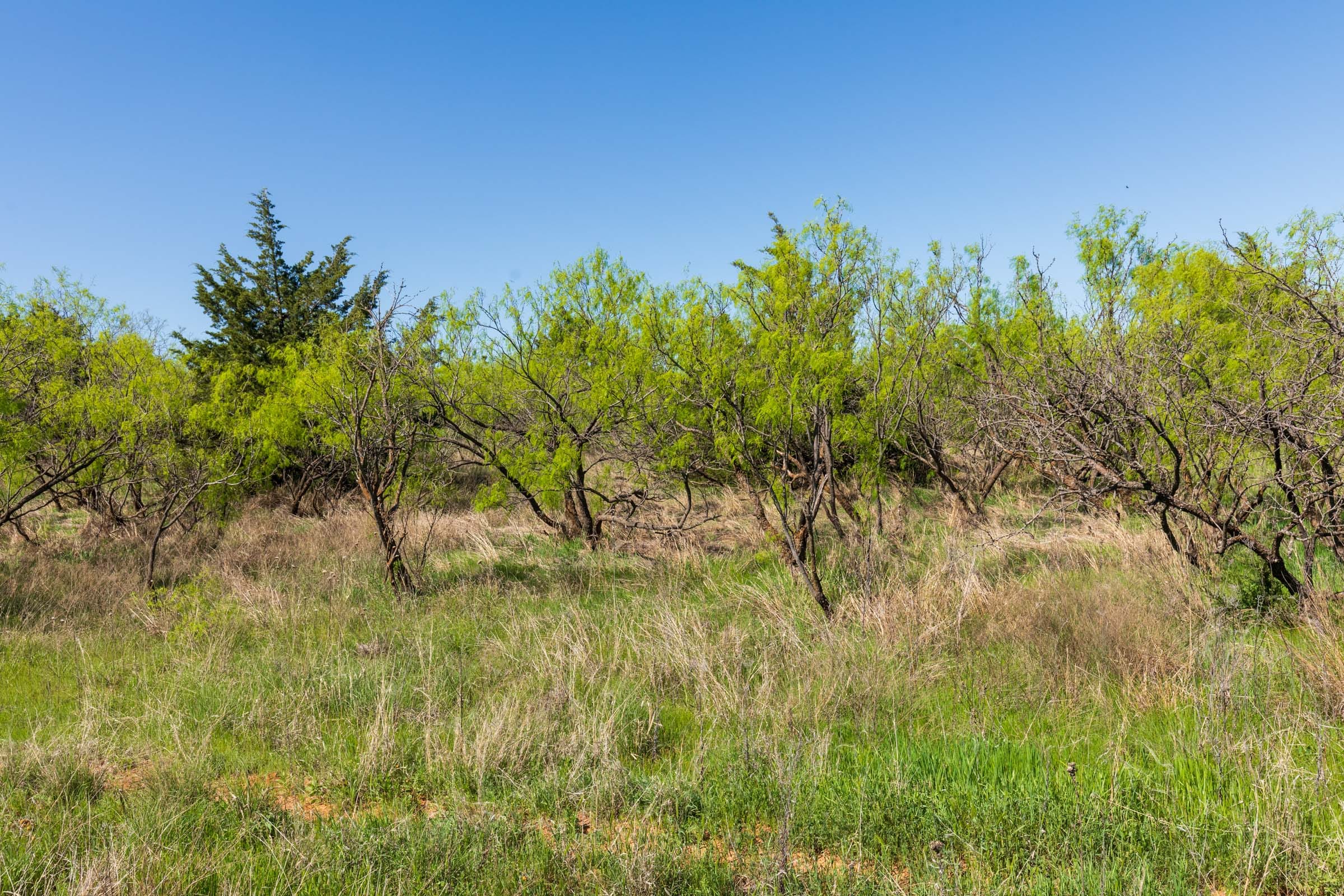 Hackberry Fields Tract 8 photo 10