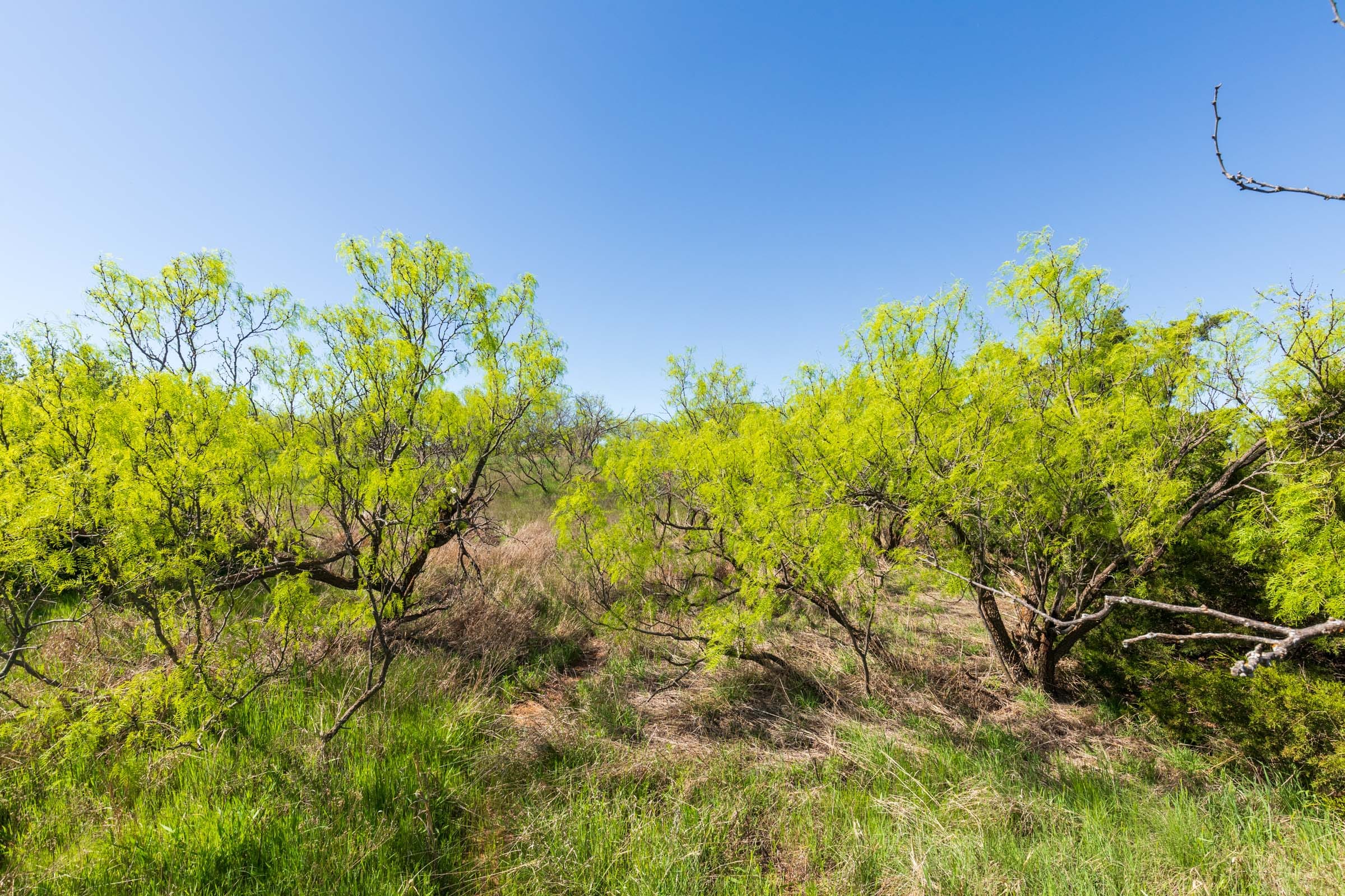 Hackberry Fields Tract 8 photo 12