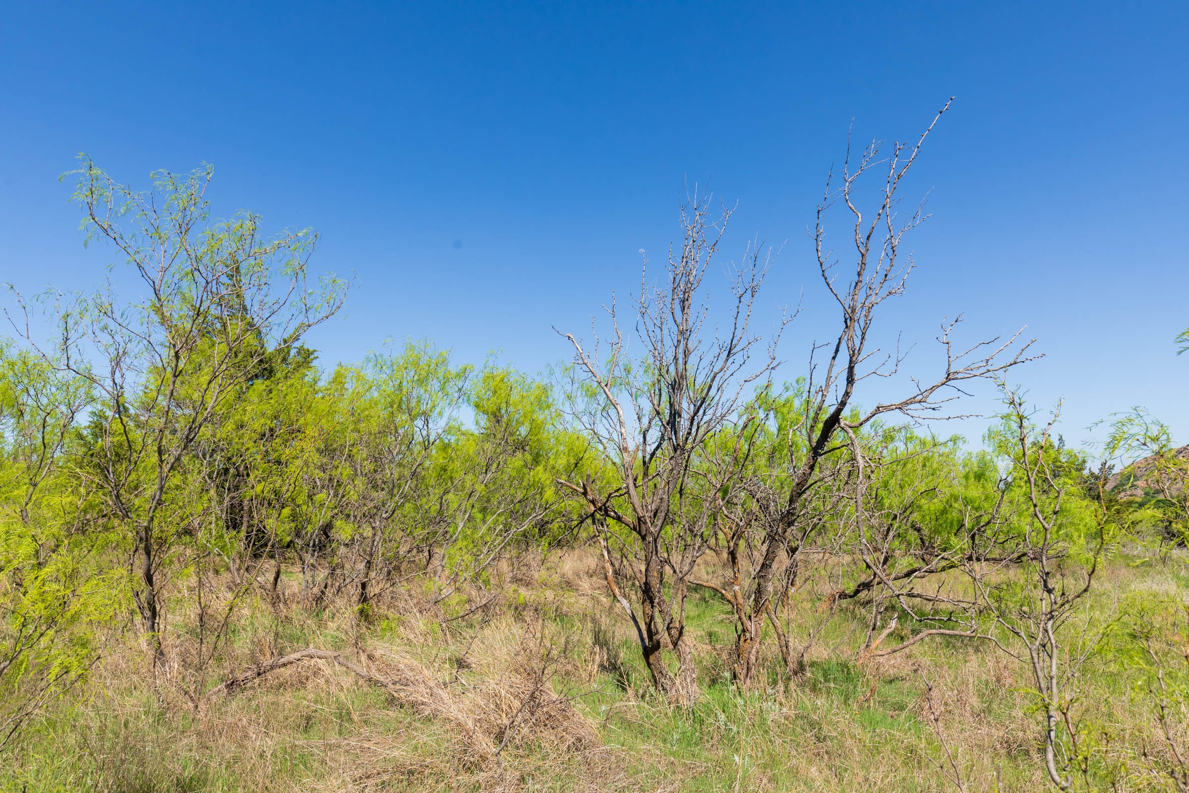 Hackberry Fields Tract 8 photo 13