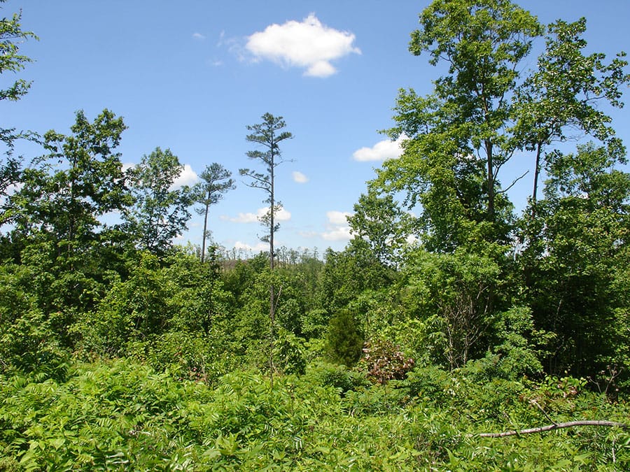 Antler Ridge Tract 17 photo 2
