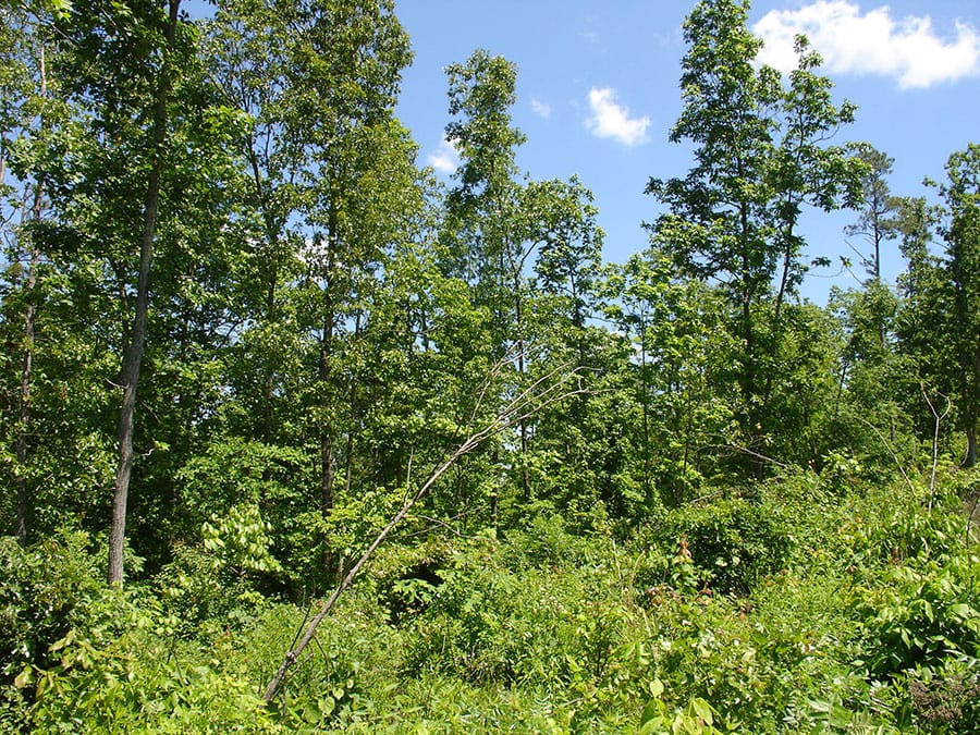 Antler Ridge Tract 17 photo 4