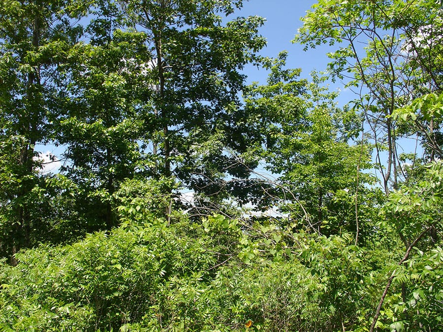 Antler Ridge Tract 17 photo 5