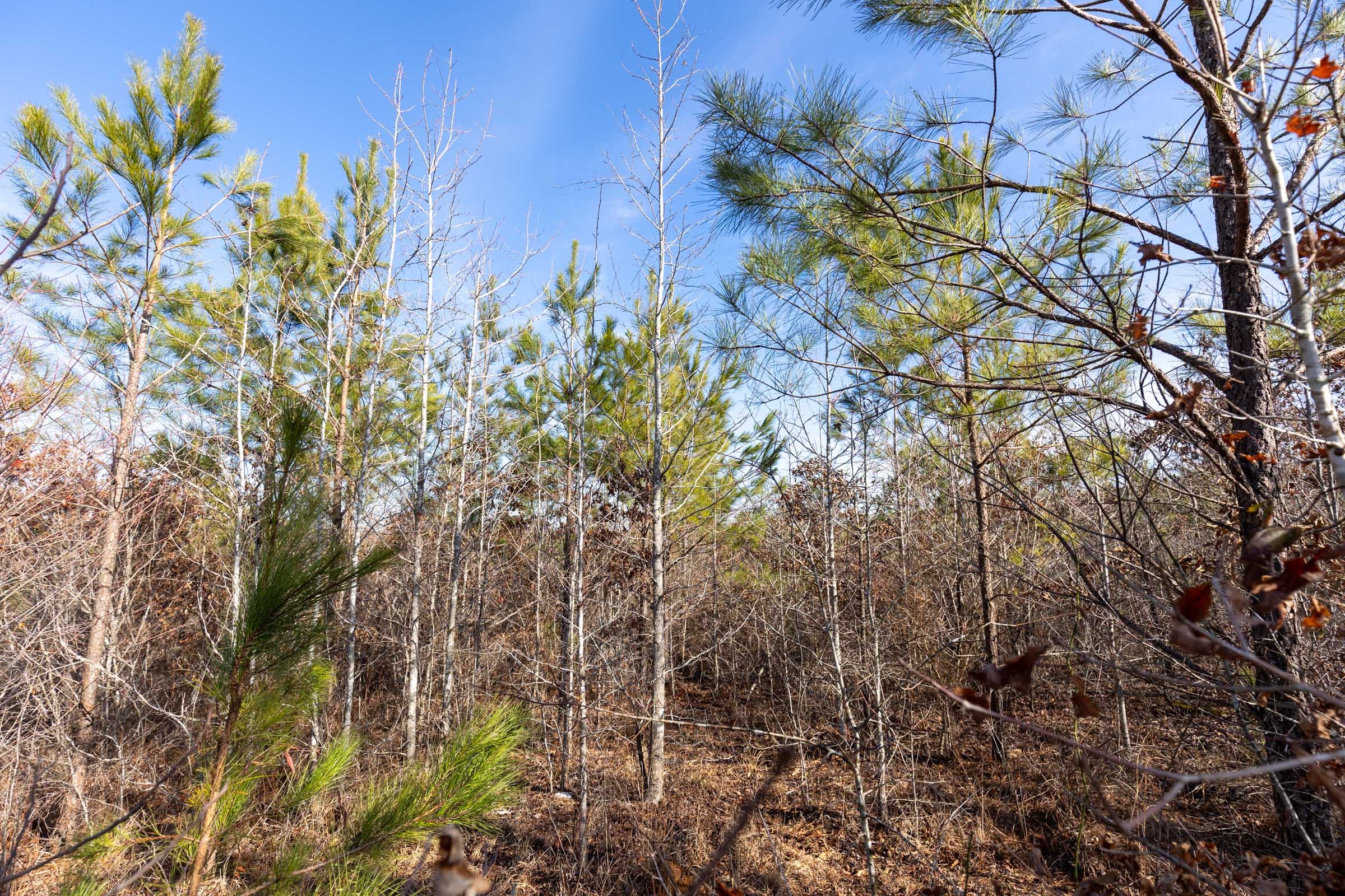 Baker Creek Tract 3 photo 9