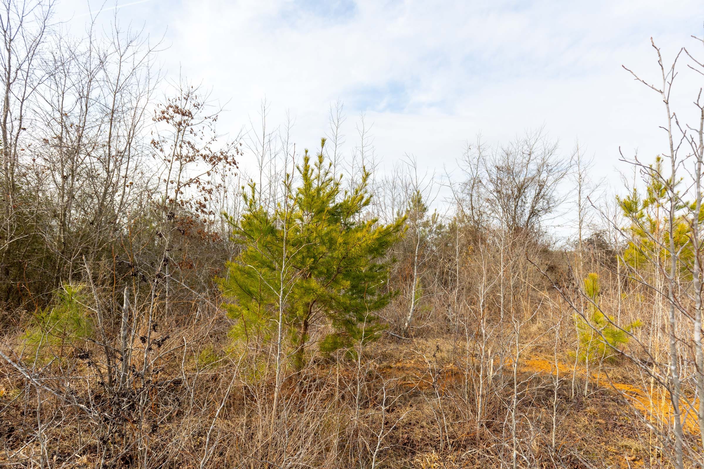 Baker Creek Tract 3 photo 8