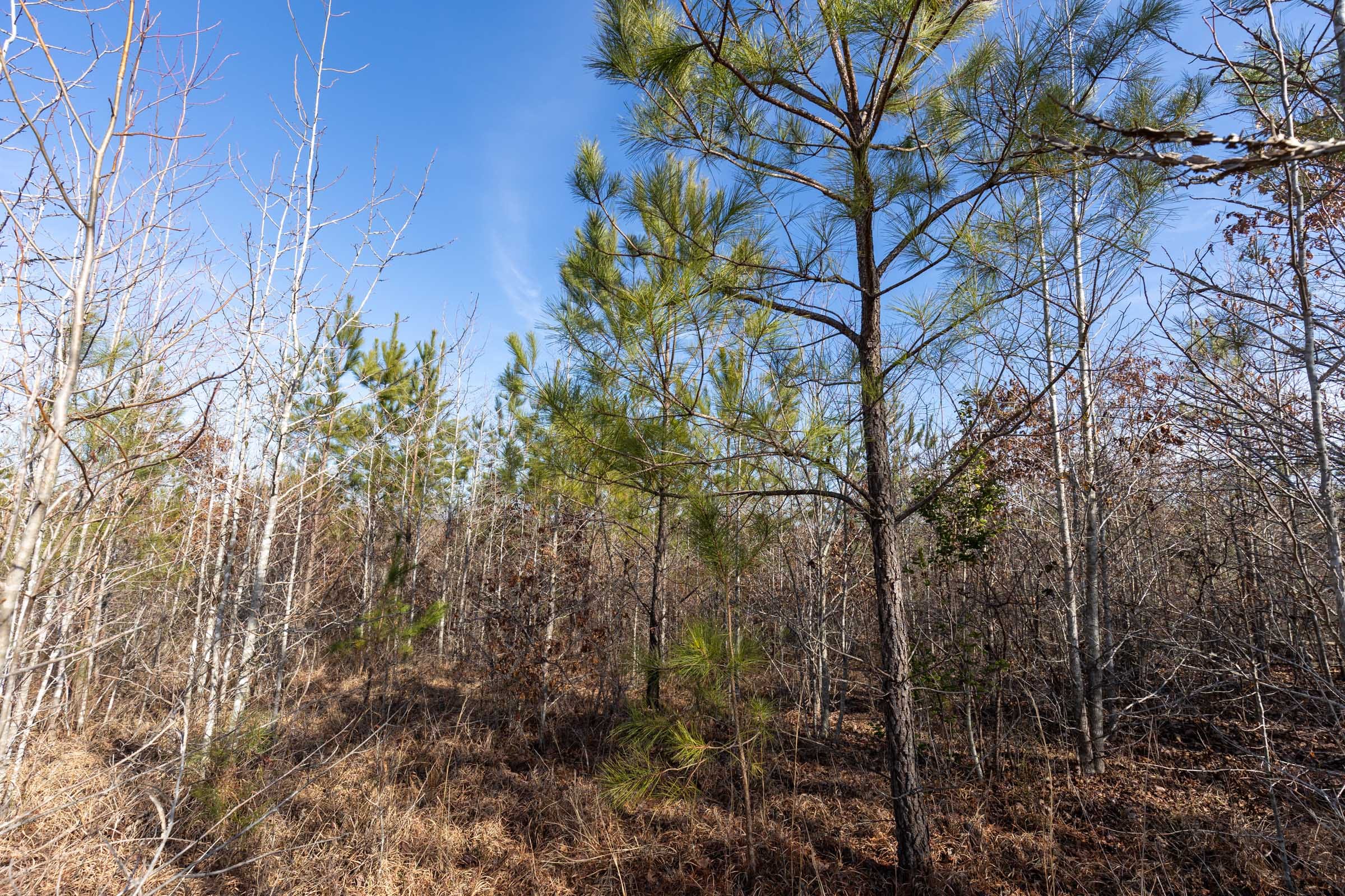 Baker Creek Tract 3 photo 5