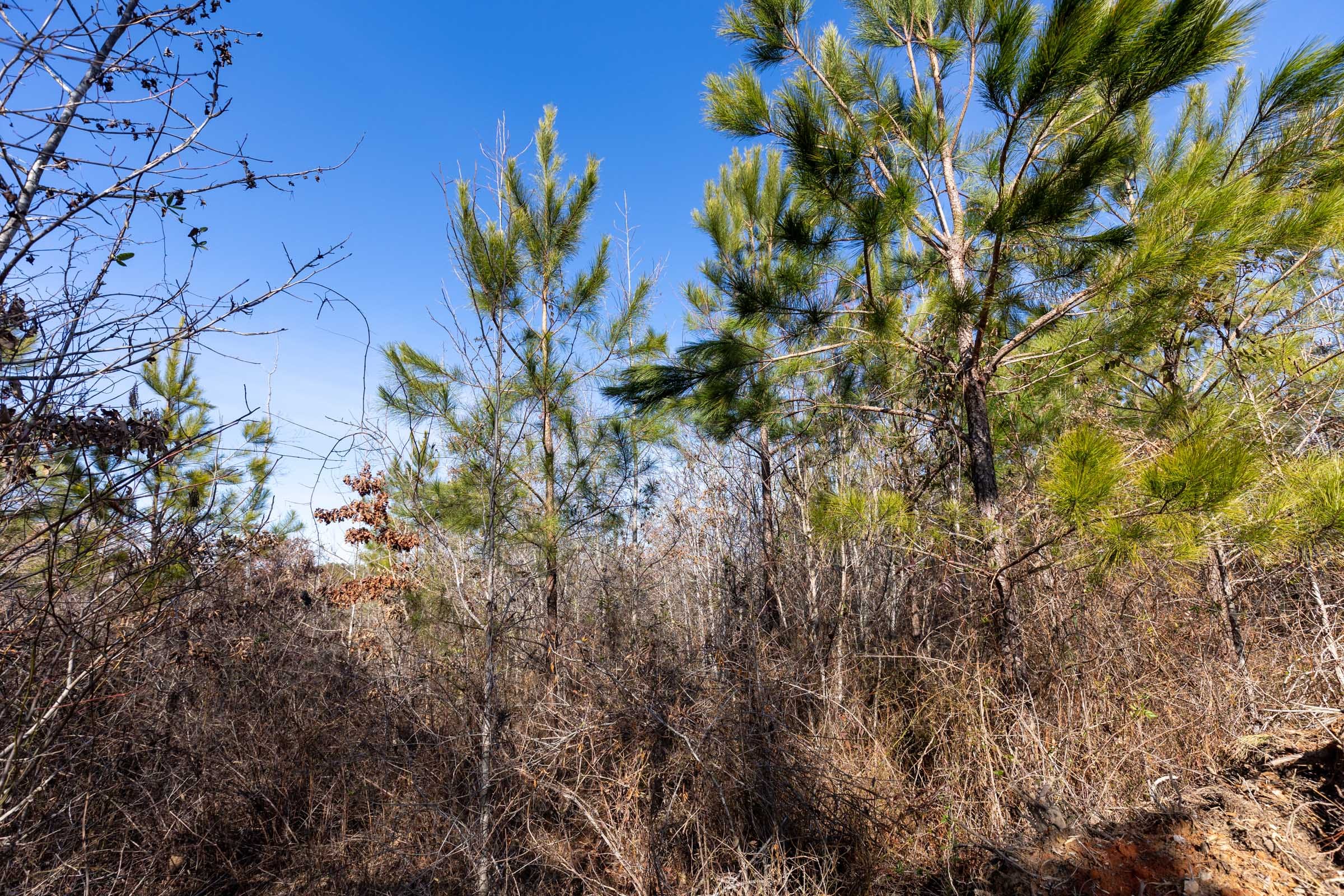 Baker Creek Tract 3 photo 4